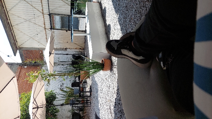 The image captures an outdoor patio in Tlaxcala City, Mexico, from a low-angle perspective. The foreground displays the legs and feet of an individual, dressed in dark pants and black and white athletic shoes, resting on a surface patterned with blue and white stripes. The ground of the patio is covered with light gray gravel. In the midground, several dark metal tables and chairs are arranged alongside various potted plants, including tall, slender green foliage in terracotta pots. Two large, open light-colored patio umbrellas provide shade. A central, low, rectangular white concrete block structure, possibly a planter or bench, is visible, with two small tables featuring round, light-colored tops on white pedestals behind it. The background on the left consists of a white-painted brick wall partially obscured by greenery, with a section of exposed red brick higher up. On the right, a tall, white-painted building features a large, double-door structure with a prominent diagonal cross-hatch pattern and a small, dark-framed window. String lights are strung between the background structures. The scene is brightly illuminated by direct sunlight, casting distinct shadows. No other individuals are visible.