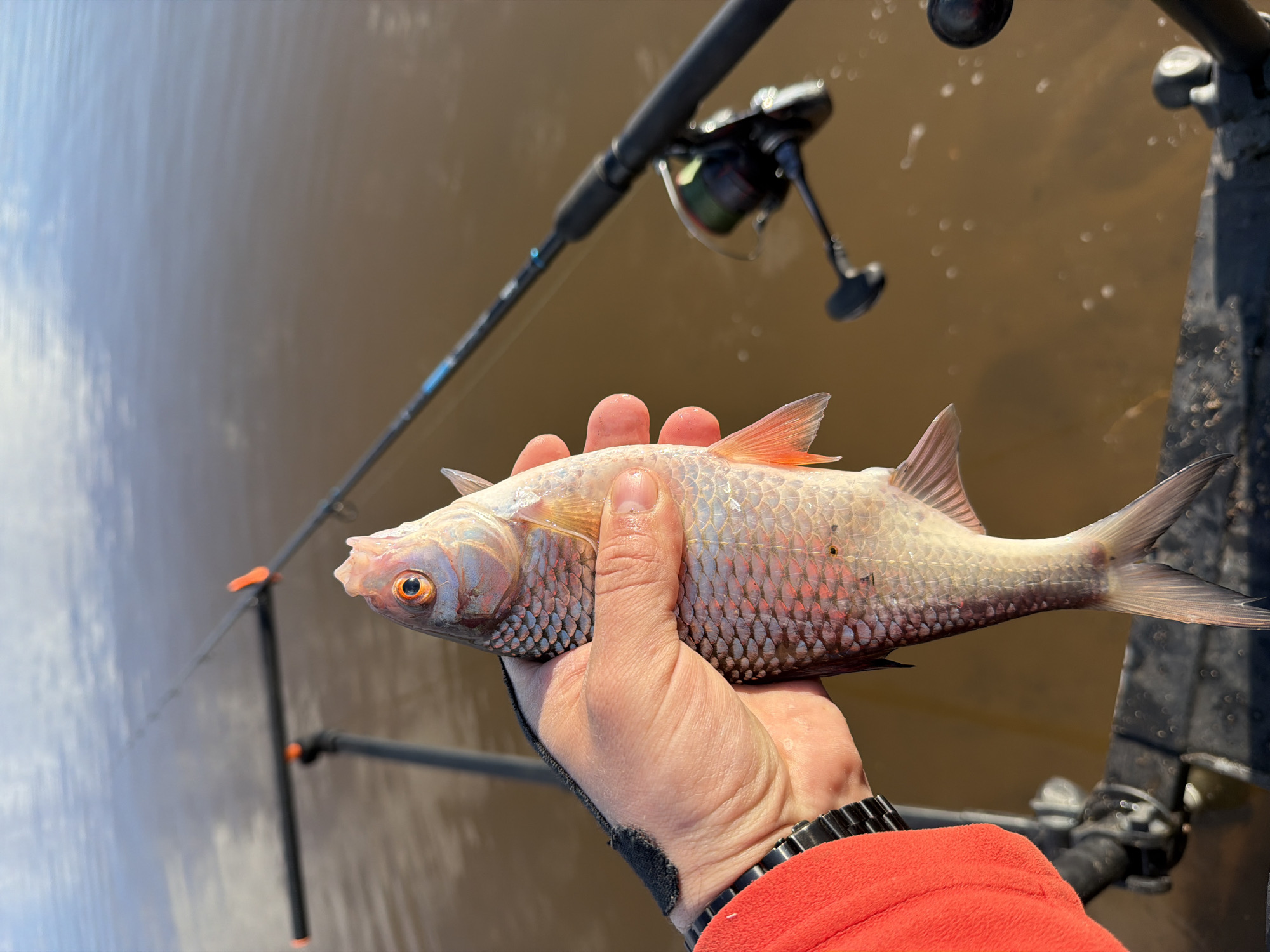 A person's hand firmly holds a freshly caught freshwater fish, likely a roach or similar cyprinid, against the backdrop of a calm body of water. The hand, with pale skin and visible knuckles, is partially covered by a dark glove or sleeve at the wrist, where a dark-colored watch is worn. A bright red jacket sleeve is visible in the lower right corner.
The fish is medium-sized, with iridescent silver scales that show subtle hints of pink and blue. Its fins, including the dorsal, pectoral, and caudal fins, are a distinct reddish-orange. Its prominent eye is a vibrant orange with a dark pupil, and its mouth is slightly open.
In the background, elements of fishing equipment are visible. A black fishing rod with a reel, featuring some green accents, stretches diagonally across the upper portion of the frame. Another fishing rod and a rod stand with orange connectors are partially visible on the left and bottom, indicating an active fishing setup.
The setting is outdoors, next to or on a large body of water, such as a river or lake, which appears brownish and reflects bright patches of sunlight or sky. The time of day is clearly daylight, with good illumination. The image captures the moment of displaying a successful catch from a fishing outing in Chaykovsky, Russia. No legible text is visible in the image.