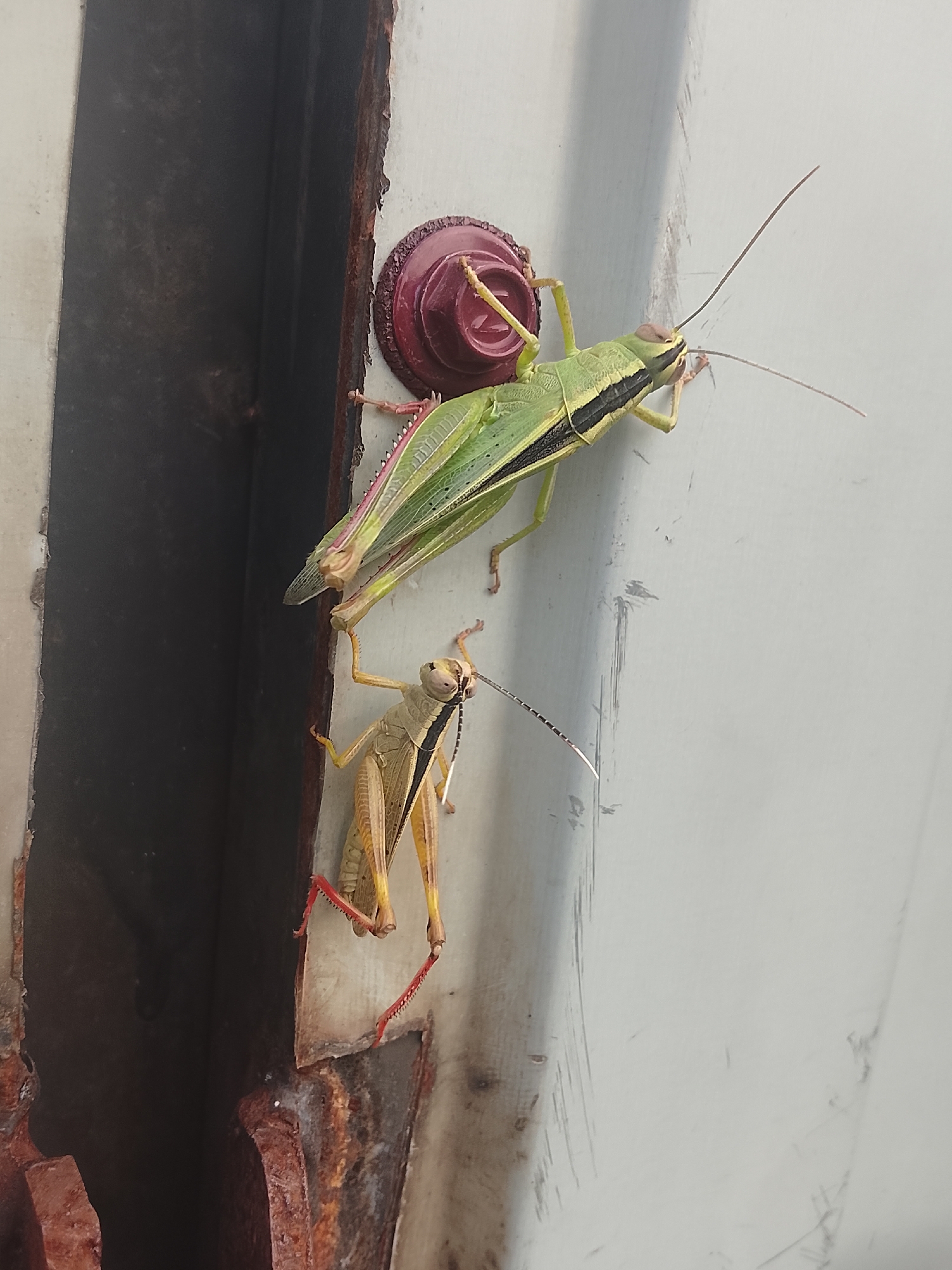 Two grasshoppers are positioned on a weathered, light-colored metallic surface. One grasshopper, larger and predominantly green with black stripes on its back, is positioned above and to the right of the other. The smaller grasshopper is a light tan color with black markings and red accents on its hind legs. Both insects are facing towards the left side of the frame. The metallic surface shows signs of age, with rust and scratches visible, particularly on the left edge, where it meets a darker, possibly enclosed, space. A small, dark red circular object, possibly a knob or fastener, is visible behind the head of the upper grasshopper. The scene appears to be outdoors, given the lighting and texture of the surfaces.