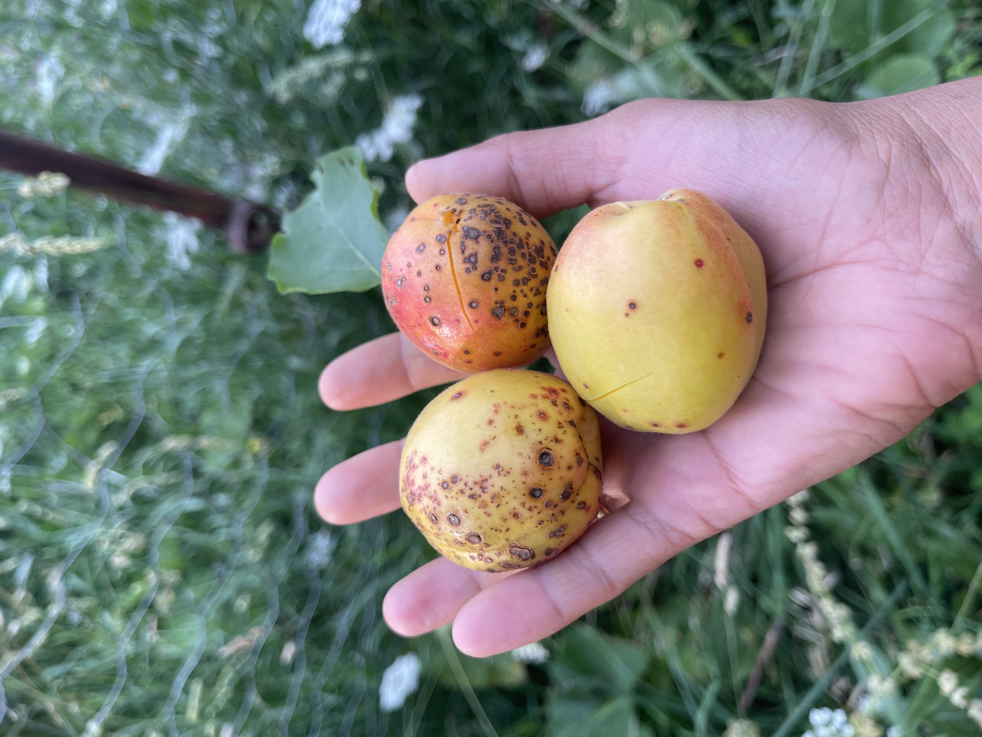 A person's open palm is holding three apricots. The apricots are round and have a yellow and reddish-orange hue with brown spots. The background is blurred and shows green foliage, suggesting an outdoor setting. The image was taken in Taran-Bazar, Kyrgyzstan.