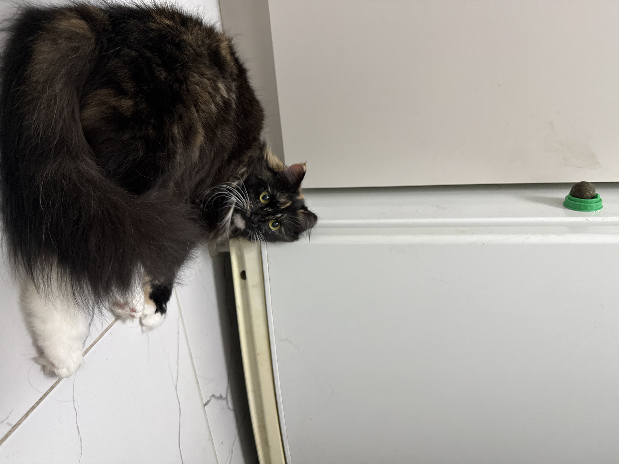 A tortoiseshell cat with fluffy black, brown, and white fur is precariously perched on the edge of a white surface, with its head and front paws hanging over. The cat's tail is curled tightly around its body, and its hind legs are visible on the white surface. The cat's eyes are bright green and it looks directly at the camera with a curious expression. Next to the cat, on the white surface, is a small, round, dark-colored object in a green holder. The background consists of a plain white wall. The scene appears to be indoors, likely in a residential setting. The lighting is bright, suggesting daytime. There is no visible text in the image. The location context of Bor, Russia, provides no additional visual cues in the image itself.