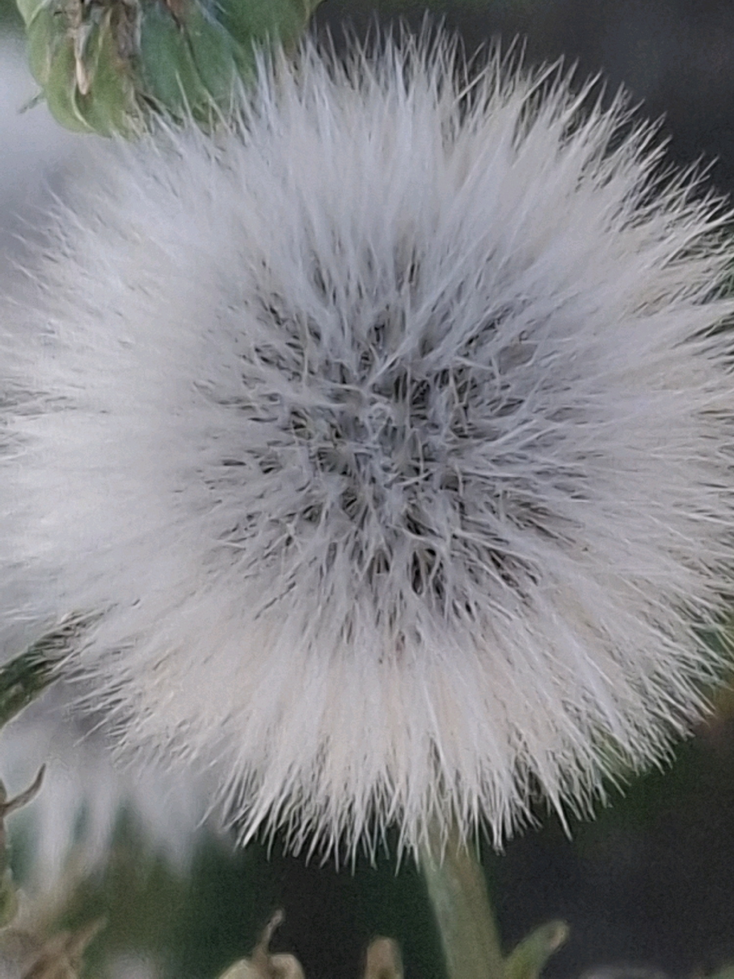 A close-up, slightly out-of-focus shot of a fluffy white dandelion seed head against a blurred green and dark background. A small portion of the green seed casing is visible at the top left. There are no people or discernible structures present. The scene appears to be outdoors in a natural setting, possibly a park or garden. Without further context or specific landmarks, it is not possible to determine the precise location within the city of Almaty, Kazakhstan.
