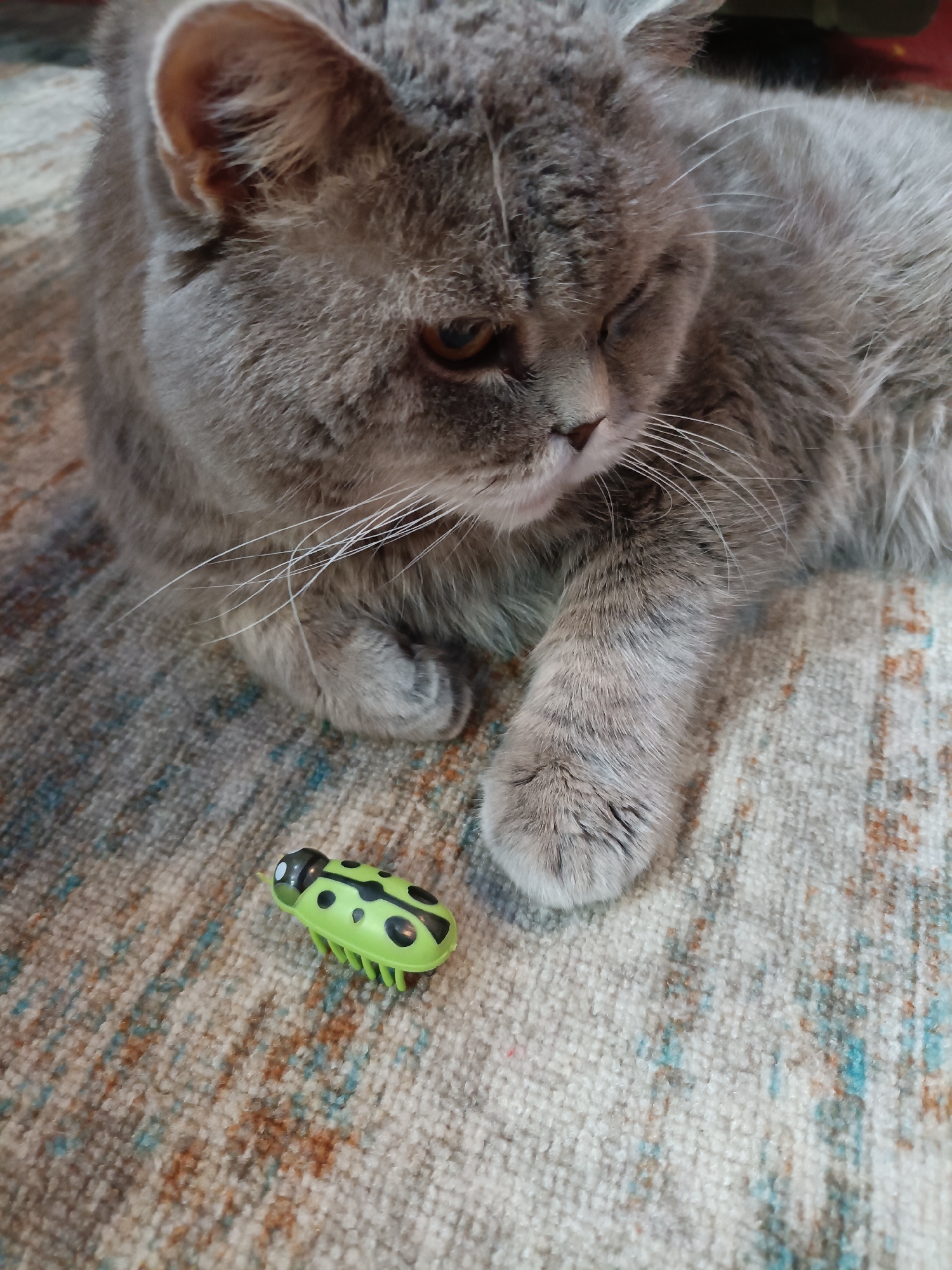 A gray British Shorthair cat is lying on a patterned rug, with its head turned to the right and eyes partially closed. In front of the cat, on the rug, is a small, bright green toy bug with black spots. The cat's paws are resting on the rug. The scene appears to be indoors. The image does not contain any information related to Bataysk, Russia.