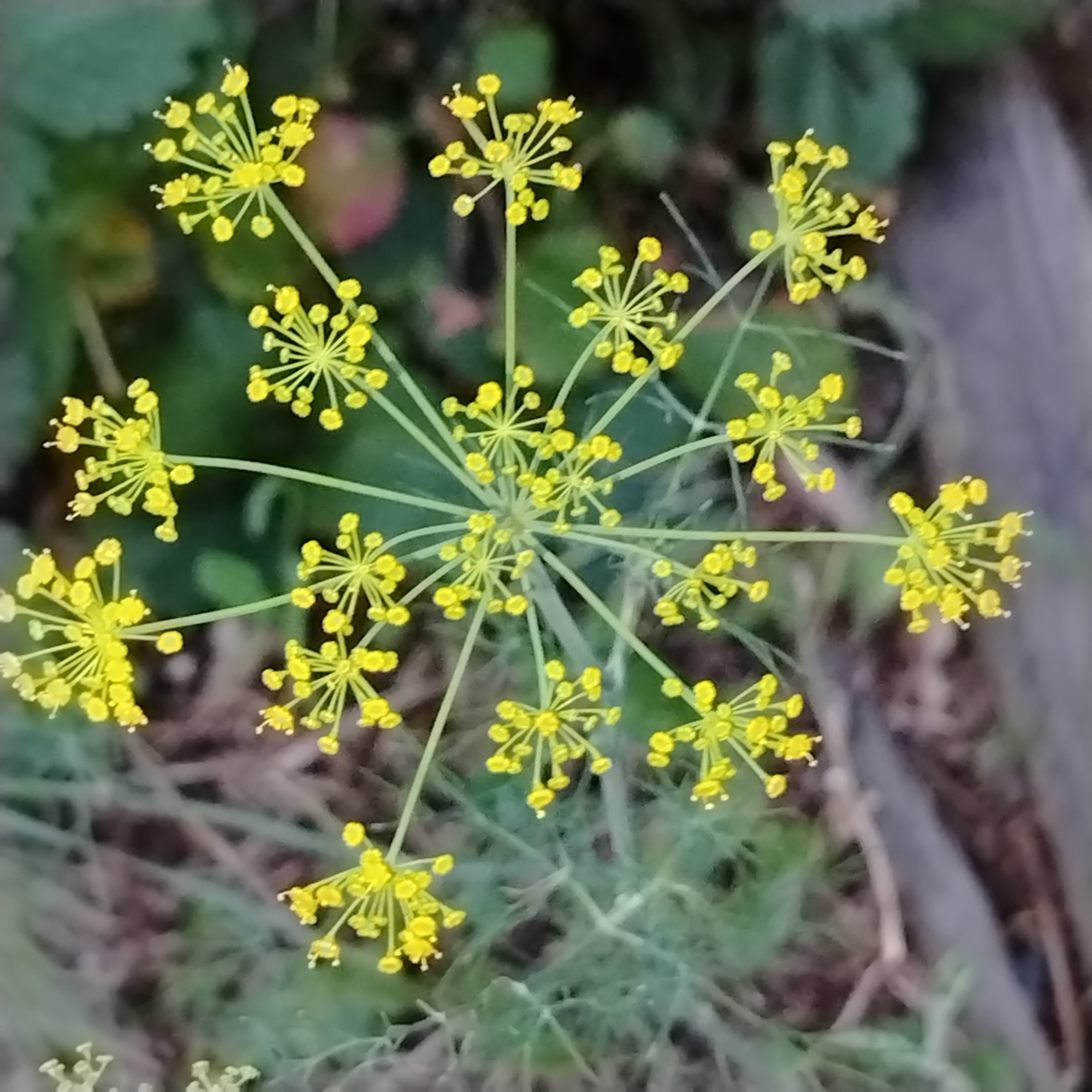 The image shows a close-up, top-down view of dill flowers. The flowers are small, yellow, and arranged in umbels, which are umbrella-shaped clusters of flower stalks. The dill plant is in bloom, with many individual flowers forming larger, intricate structures. The background is blurred, with hints of green foliage and darker, earthy tones, suggesting an outdoor setting. There are no people or discernible structures visible that would indicate a specific location within Ekibastuz, Kazakhstan. The scene is purely botanical, focusing on the details of the flowering dill plant.