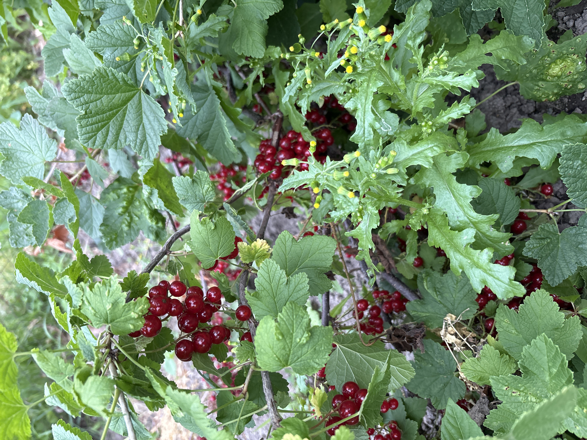 The image shows a close-up view of a red currant bush with ripe berries and green leaves. The berries are clustered on thin stems and are a deep red color. The leaves are lobed and serrated, with a slightly textured surface. Some parts of the bush have small yellow flowers or buds. The background is blurred, suggesting an outdoor environment, likely a garden or natural setting. The scene appears to be located in Siniy Gay, Russia.