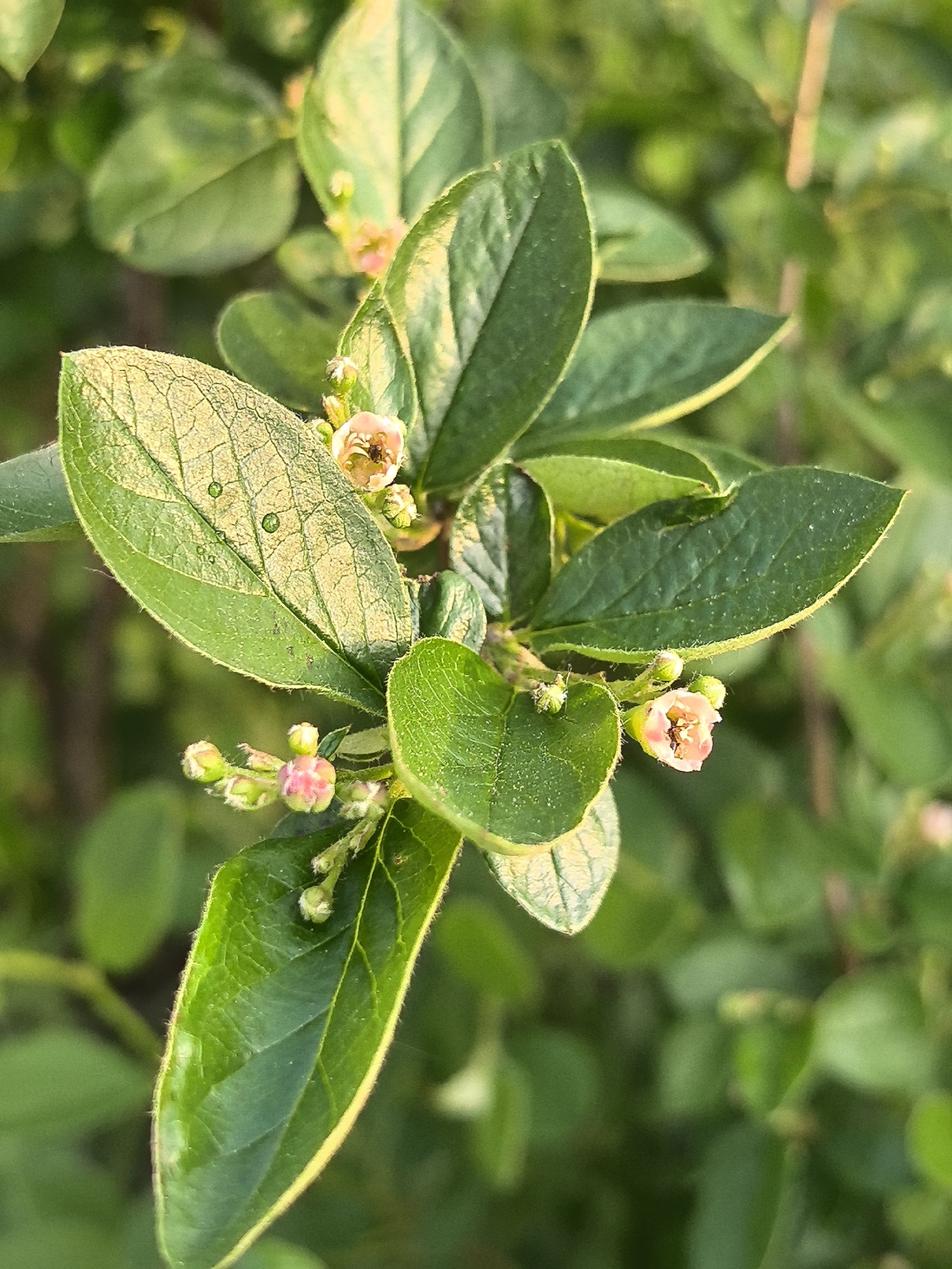 The image shows a close-up of a plant with small, green leaves and light pink flowers. Some leaves appear to have a golden or yellowish sheen, possibly due to lighting. There is no information to identify this location as Perm, Russia.