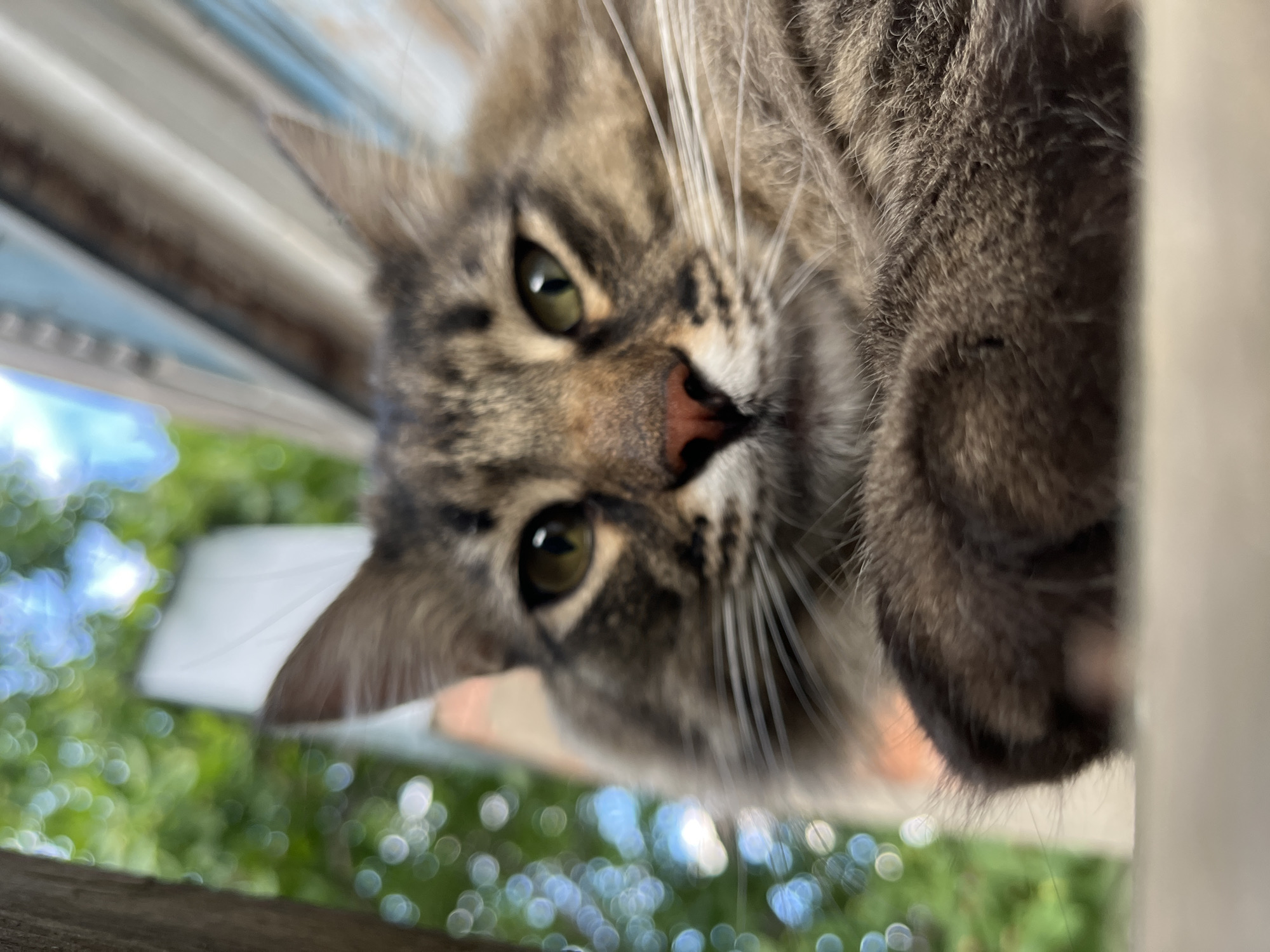 A close-up, low-angle shot captures the face of a tabby cat peering down, seemingly from a roof or elevated surface. The cat's green eyes are wide and alert, and its pink nose is prominent. Its whiskers are long and white, fanning out from its face. The cat's fur is a mix of brown, black, and gray tabby markings.
The background is blurred, creating a shallow depth of field. Out-of-focus greenery and bokeh lights suggest an outdoor setting during daylight hours. The blurry nature of the background might indicate movement, perhaps the cat looking around or the camera being in motion. A pale, possibly white, structure is visible above and behind the cat, and a similar structure is seen in the blurred background.
The overall impression is one of curiosity and perhaps a playful or watchful moment. The low angle emphasizes the cat's perspective, looking down upon the viewer. The lighting suggests it's daytime, and the soft bokeh hints at a pleasant, possibly sunny, environment. There is no visible text.