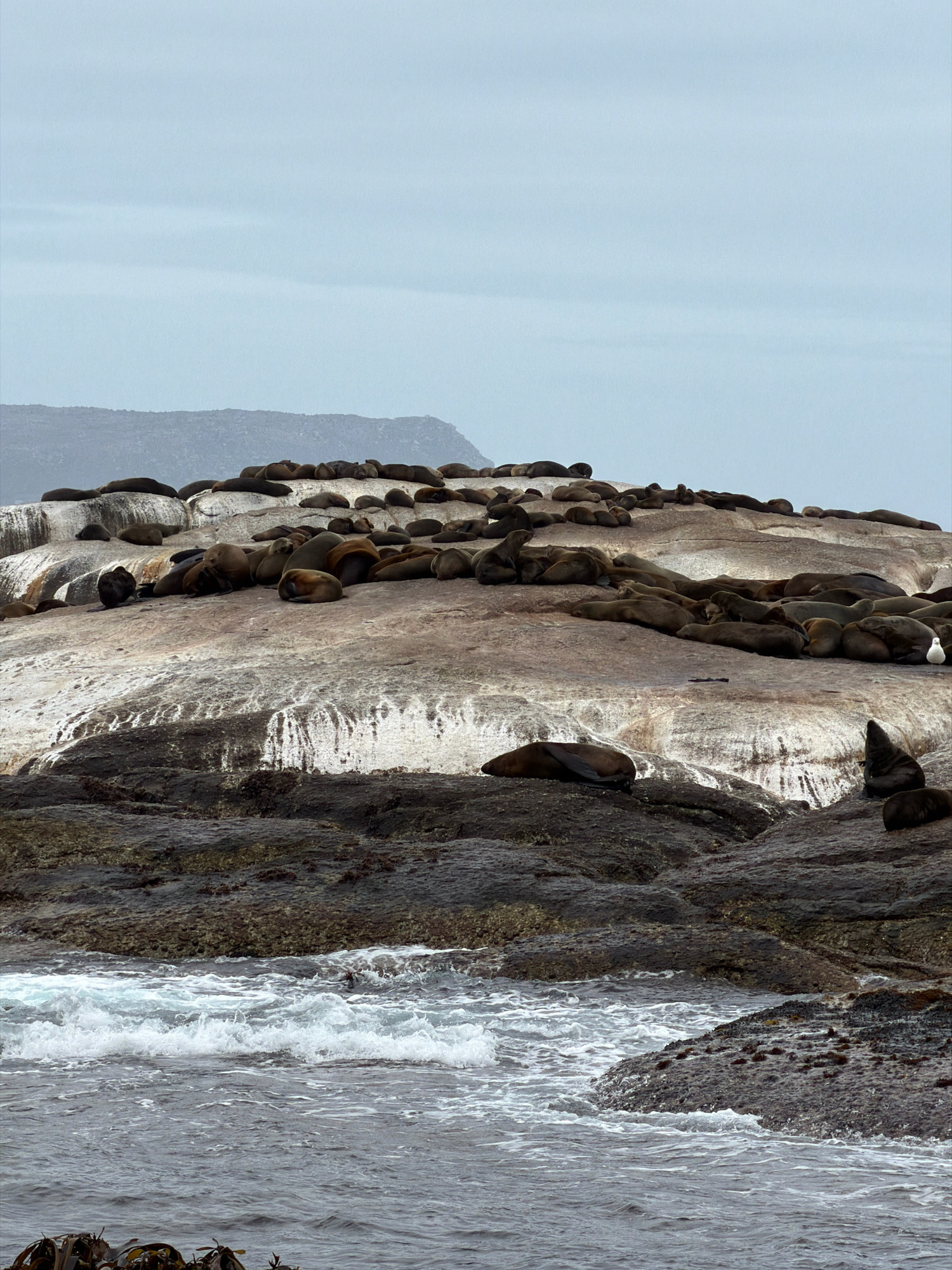 The image captures a colony of seals resting on a rocky outcrop near the coast of Hout Bay, South Africa. The seals, varying in size and color from dark brown to lighter shades, are spread across the large, grey, and white-streaked rocks. Some seals are lying down, appearing to rest or sleep, while others are in more upright or alert positions. The environment is a coastal landscape under an overcast sky, with the ocean in the foreground exhibiting moderate waves crashing against the rocks. The rocks themselves are textured, with some areas appearing wet and others dry and weathered. In the background, a hazy, mountainous landscape is visible. There are no people or other animals clearly visible other than the seals and what appears to be a single white bird standing on the rocks among the seals.
