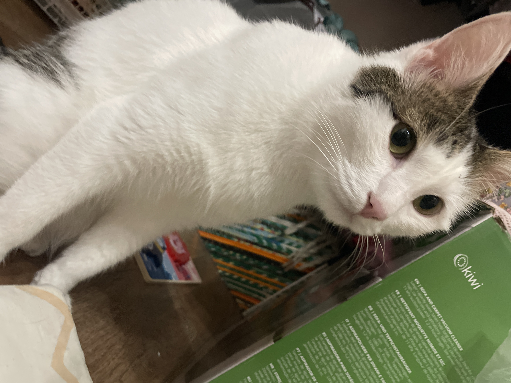 A domestic shorthair cat, primarily white with tabby markings on its ears and forehead, sits indoors on a wooden floor. The cat is looking towards the right side of the frame, with its head tilted slightly upwards. Its eyes are open and appear to be light green. In the background, a green cardboard box with the brand "kiwi" is visible, featuring multilingual text. Behind the box, colorful patterned items are stacked, and a small, partially visible item with red and blue colors lies on the floor. The lighting suggests an indoor environment. The location is Unknown, Unknown.