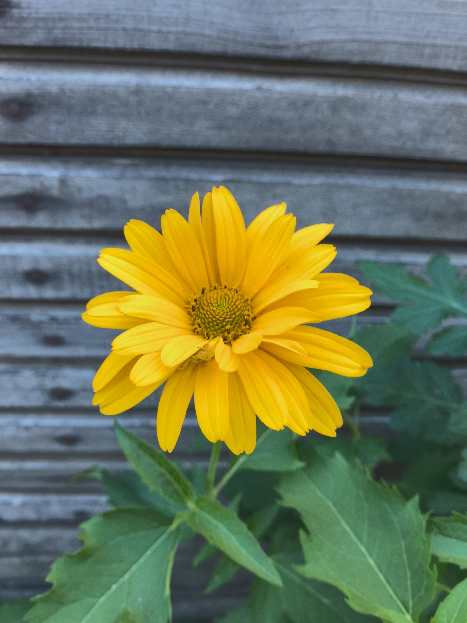 A bright yellow daisy-like flower with many pointed petals is in full bloom, centered in the frame. The flower's center is a textured disc of green and yellow. The flower is set against a rustic background of horizontal wooden planks, which appear weathered and gray. Lush green leaves are visible at the bottom and right edges of the image, framing the flower. The lighting suggests it could be daytime, with no strong shadows visible. The image focuses on the vibrant flower, highlighting its delicate petals and textured center. The overall impression is one of natural beauty and simple elegance. There is no visible text in the image.