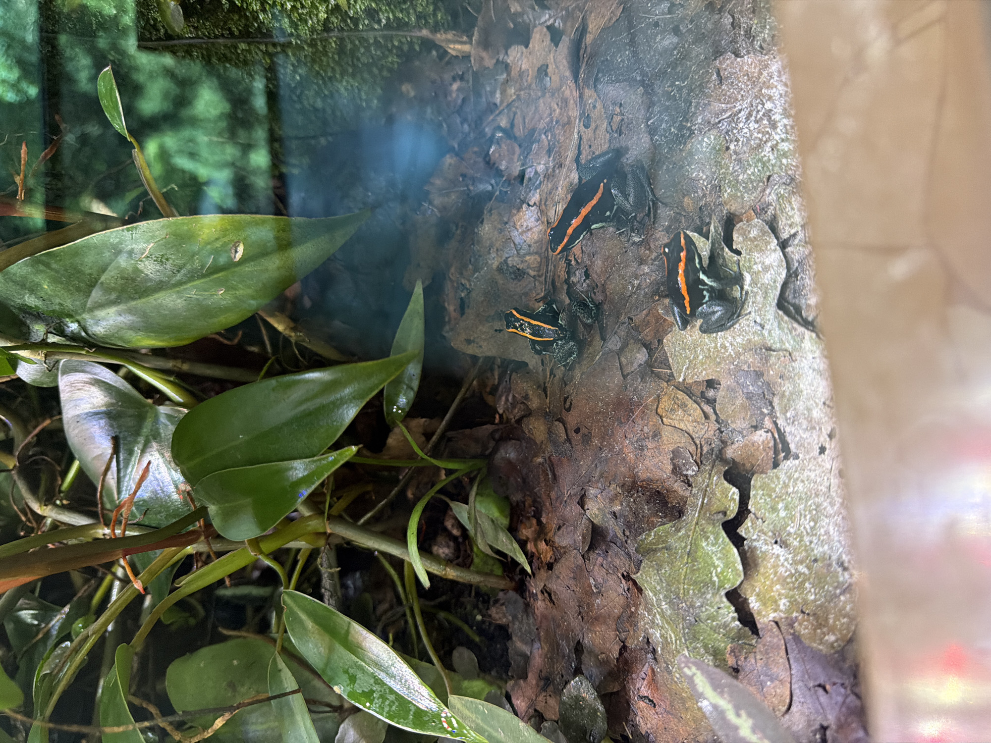 The image shows a close-up view of a terrarium. The primary subjects are three small, brightly colored poison dart frogs with black bodies and striking orange stripes. Two frogs are perched on a textured, bark-like surface, while a third is slightly lower and to the left. The background consists of lush green foliage, with large, glossy leaves and thin, branching stems. The terrarium appears to be a humid environment, suggested by the presence of water droplets on the leaves and a faint mist or fog in the air. The lighting is somewhat dim, creating a moody atmosphere. The overall scene suggests a naturalistic habitat designed for these amphibians, likely an indoor enclosure. No text is visible in the image. The time of day and weather are not discernible.