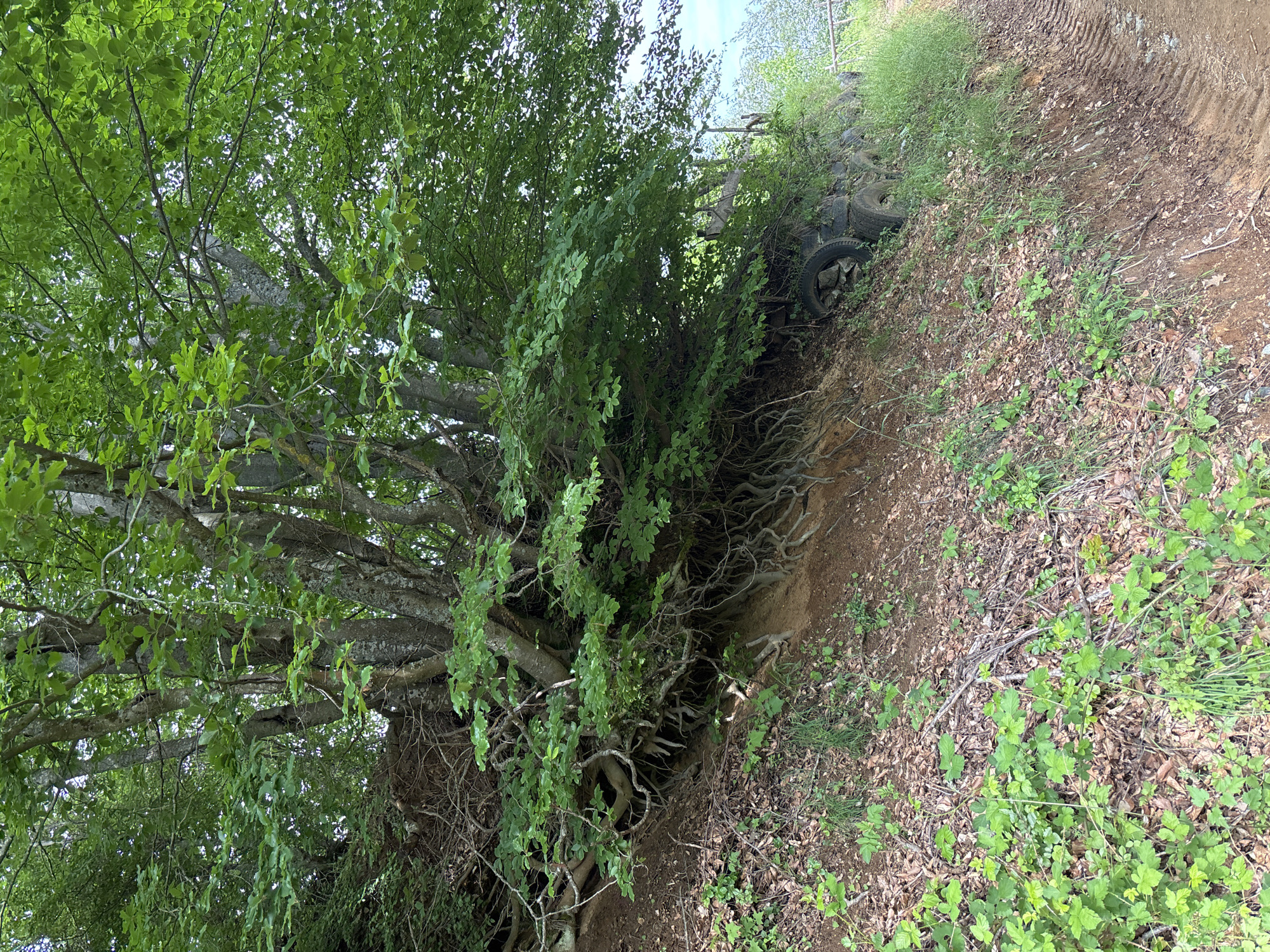 The image depicts a wooded area in Zlatograd, Bulgaria. A mature deciduous tree dominates the left side of the frame, its multiple trunks and exposed roots visible. The foliage is dense and green. The ground is covered in leaves, dirt, and small green plants. A rough, dirt path runs along the right side of the image. A collection of old tires are partially buried in the embankment next to the path. There are no people visible in the image.