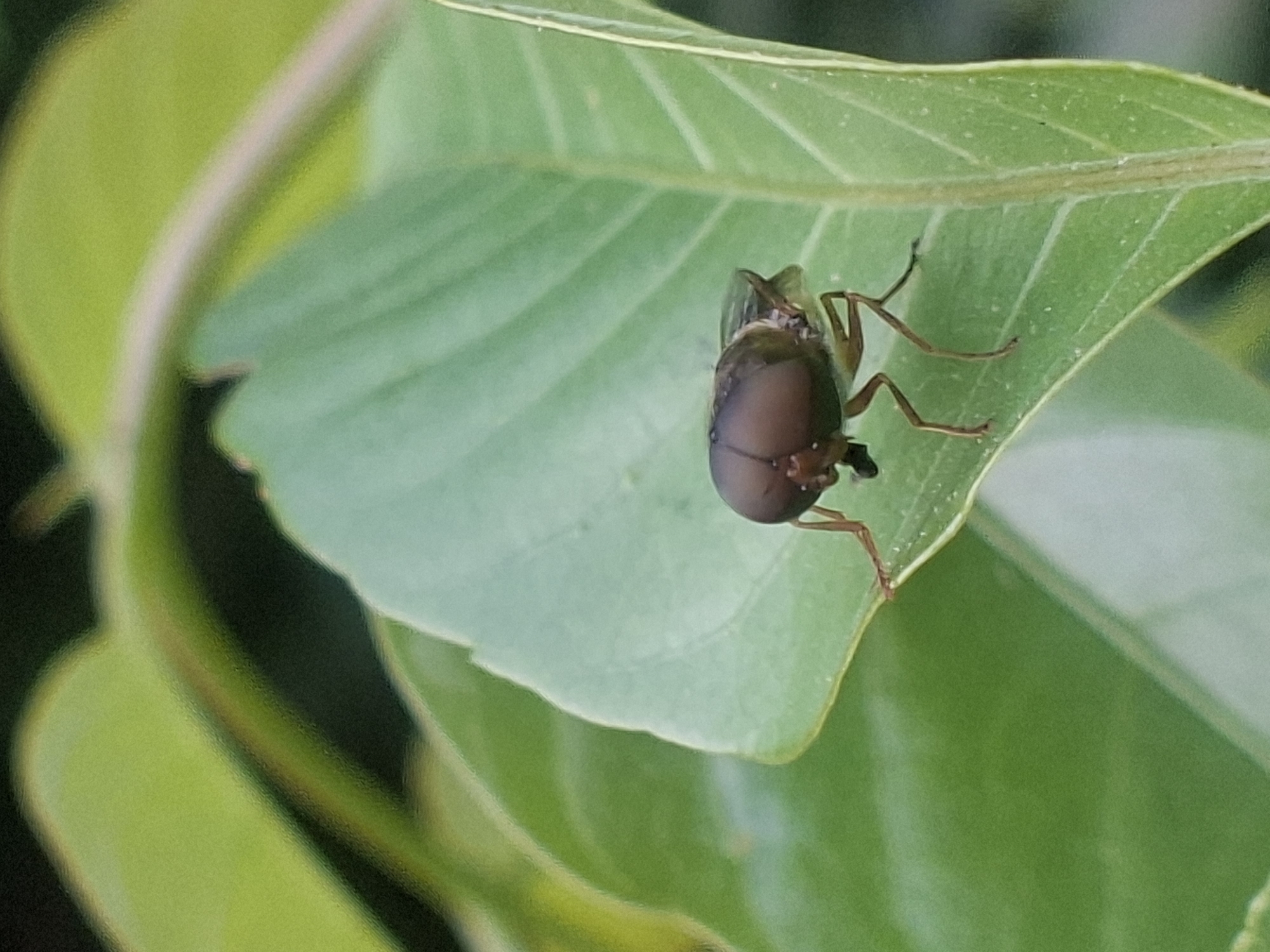 A fly perches on the edge of a large green leaf. The fly is mostly brown in color. The leaf is part of a plant, with other leaves visible in the background. The photo appears to have been taken during daylight hours. The location is Kutaglumpang, Indonesia.