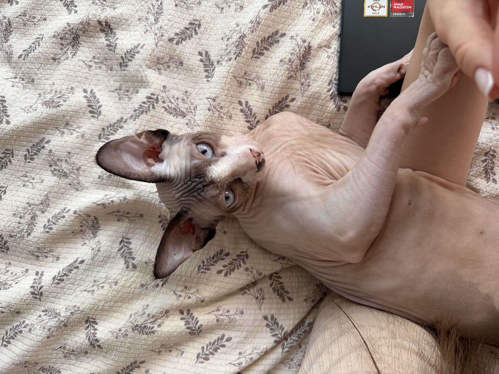 A close-up, high-angle shot shows a hairless cat with blue eyes lying on a bed covered with a light-colored, textured fabric featuring a repeating pattern of dark leaves. The cat's skin is pinkish-tan with dark grey markings on its head and ears. The cat's left paw is resting on a black laptop with sticker labels visible on its right side. A person's hand and leg are also partially visible in the lower right and left corners of the image, respectively. The overall lighting is soft, creating some shadows on the cat's body and the bedding.