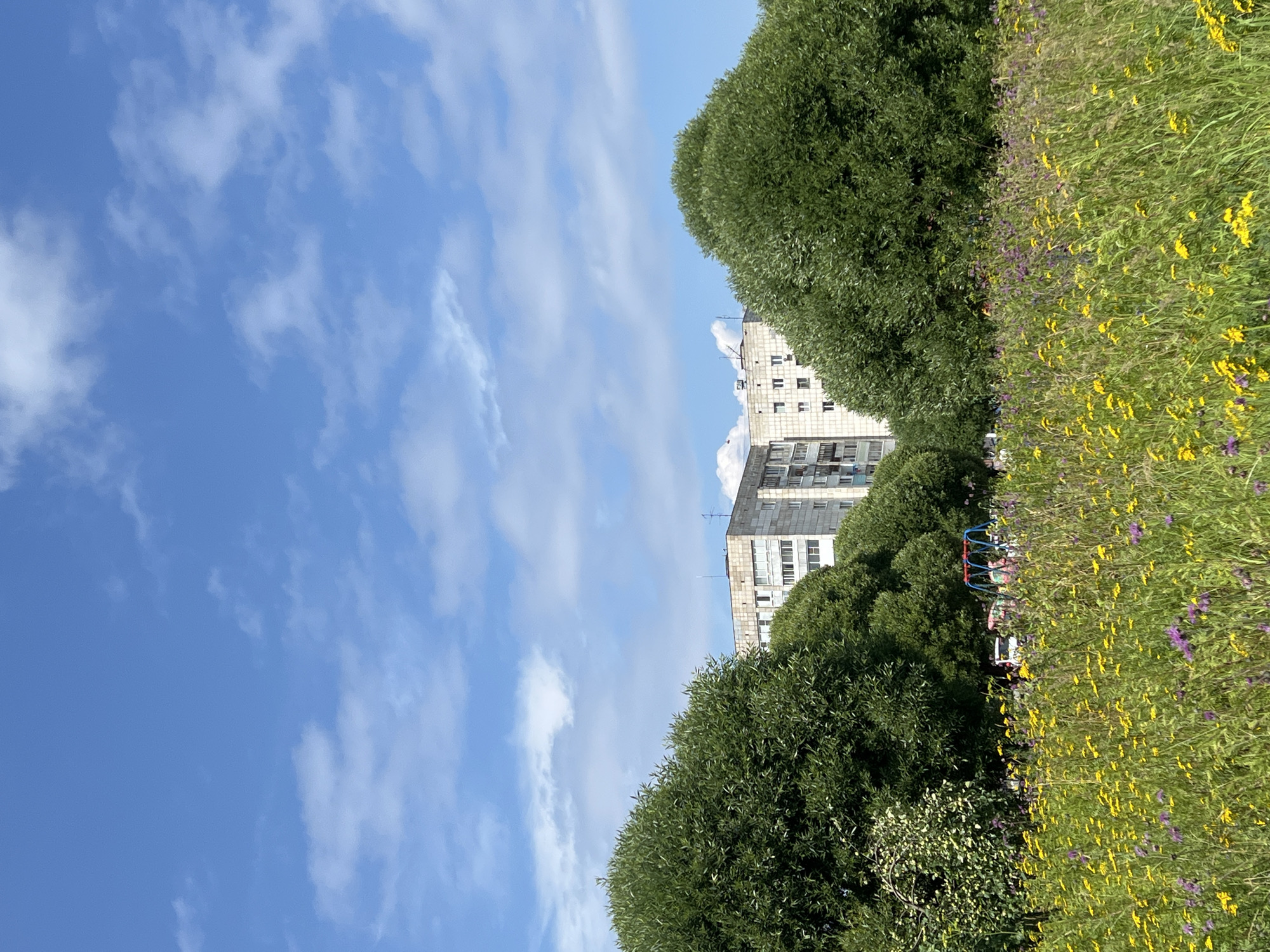 A low-angle, full outdoor shot captures a bright, sunny day in Chaikovsky, Russia. The sky is a vibrant blue, dotted with scattered white clouds. In the foreground, a field of tall green grass is densely populated with yellow and purple wildflowers. Behind the field, a line of large, bushy green trees creates a natural screen, with two particularly large trees dominating the left and right sides of the frame. Peeking through a gap in the trees is a light-colored, multi-story apartment building. The building is rectangular and appears to be constructed from concrete panels, with rows of windows visible on its facade. There is a hint of a playground structure with a blue frame and red seats visible through the trees, and a white car parked in the distance. The overall impression is one of a serene, natural setting within a city.