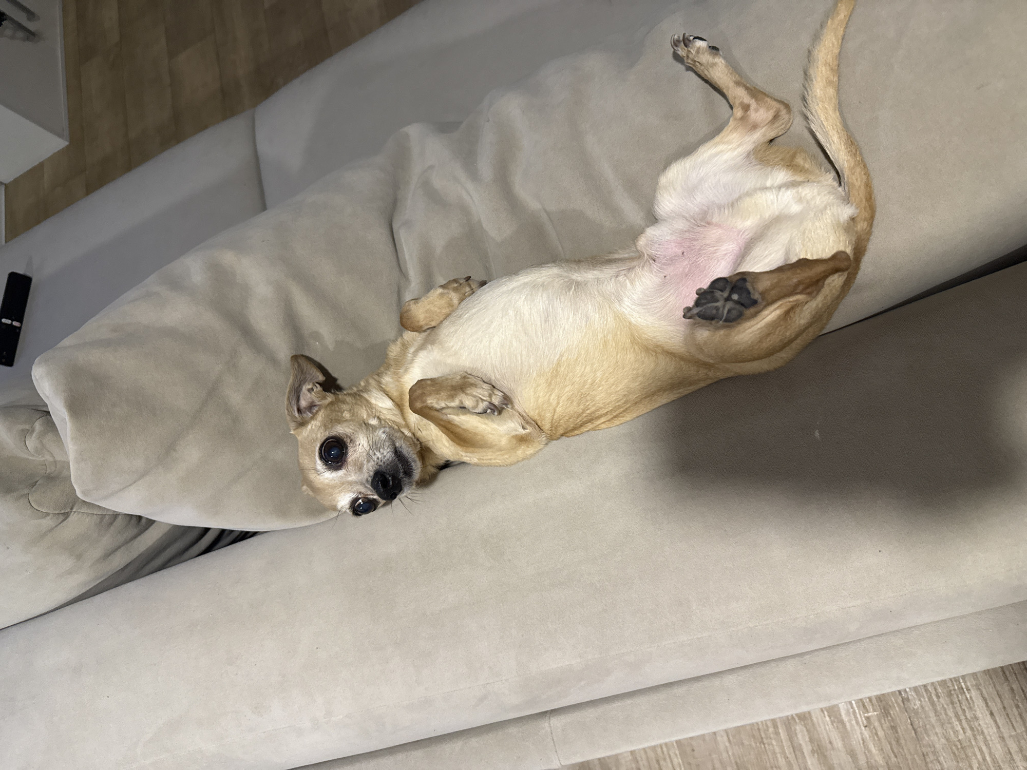 A small, tan-colored dog, likely a Chihuahua, is lying on its back on a light beige sofa. Its legs are splayed outwards, exposing its light pink belly, indicating a relaxed and comfortable posture. The dog's head is turned towards the viewer, and it gazes directly into the camera with wide, dark eyes. Its black paw pads are visible on one of its raised paws.
The setting appears to be an indoor living space. The sofa is a soft, upholstered piece of furniture, possibly made of suede or similar fabric, with visible seams. To the left of the sofa, part of a light-colored wooden floor is visible, as well as a small, dark-colored remote control resting on the sofa's armrest or cushion. The lighting is artificial, casting soft shadows. The overall impression is one of a pet enjoying a cozy moment in a home environment in Chaikovsky, Russia. There is no visible text.