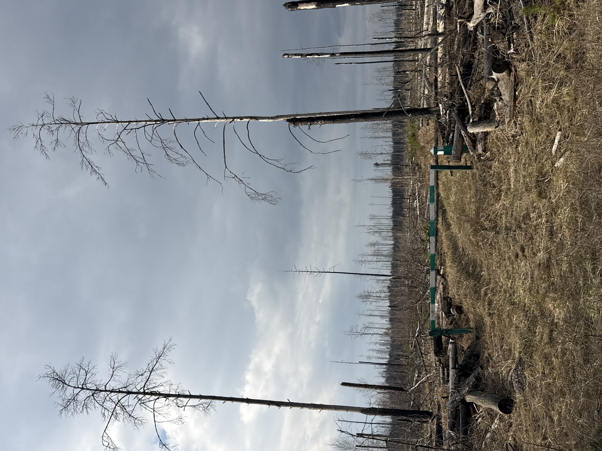 The image depicts a desolate landscape, likely a forest in the Chornobyl Exclusion Zone, Ukraine. The scene is dominated by numerous dead trees, with only bare branches remaining on many. The ground is covered with dry grass and fallen logs. A green and white barrier stands amidst the destruction, perhaps marking a boundary or restricted area. The sky is overcast, adding to the somber and abandoned atmosphere. There are no visible people or signs of recent human activity. The scene suggests a past disaster, possibly related to the Chornobyl accident, leaving a landscape scarred and devoid of life.