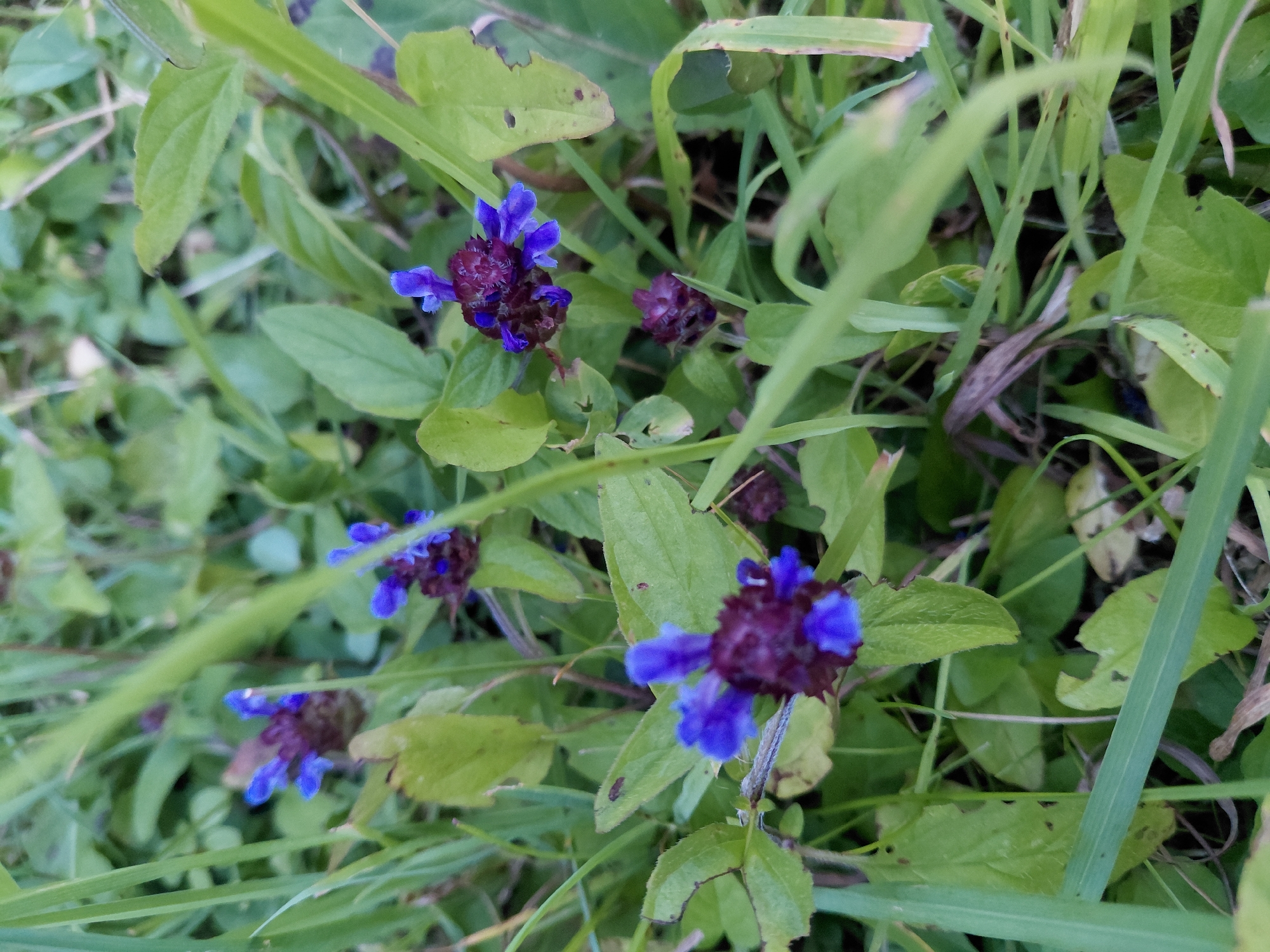 The image shows a close-up view of several small, purple and blue flowers with green leaves and blades of grass in the background. The flowers are clustered together and appear to be in various stages of bloom, with some buds visible. The lighting suggests it is daytime, possibly overcast or in the shade. The environment appears to be a natural setting, such as a field, garden, or park. There are no people or animals visible in the image. The image was taken in Chernyk, Ukraine.