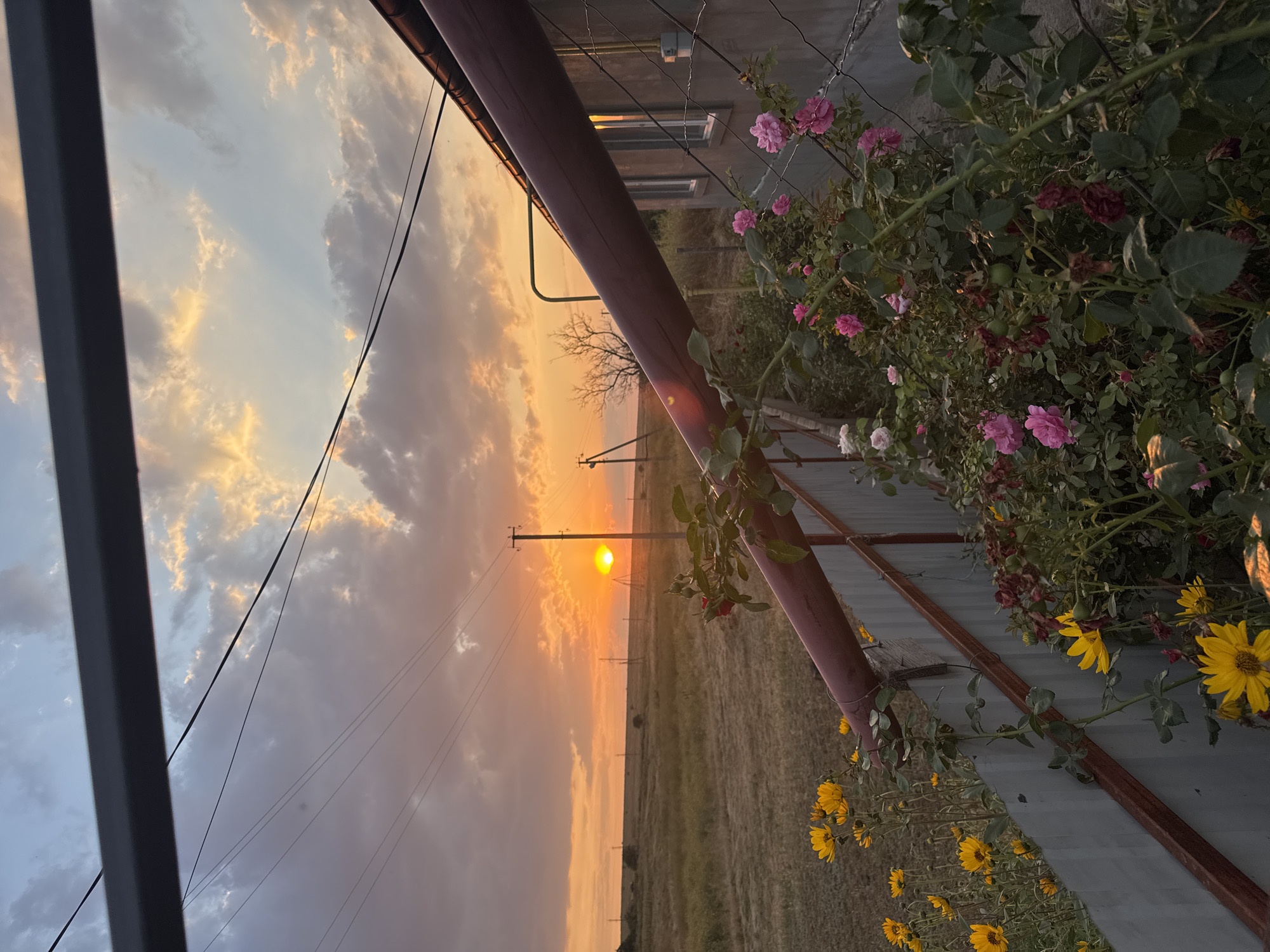 An outdoor, eye-level, medium shot captures a sunset over a rural landscape. The sun, a bright orange orb, is partially obscured by clouds and appears to be setting behind distant utility poles. The sky is painted with hues of orange, yellow, pink, and gray from the sunset and clouds. In the foreground, a fence line is visible, adorned with blooming yellow sunflowers and pink roses. Behind the fence, a building with windows and a dark-colored roof is situated on the right side of the frame. The ground beyond the fence is covered in dry grass and vegetation, with more utility poles dotting the horizon. The scene appears to be located in Shcherbanka, Ukraine.