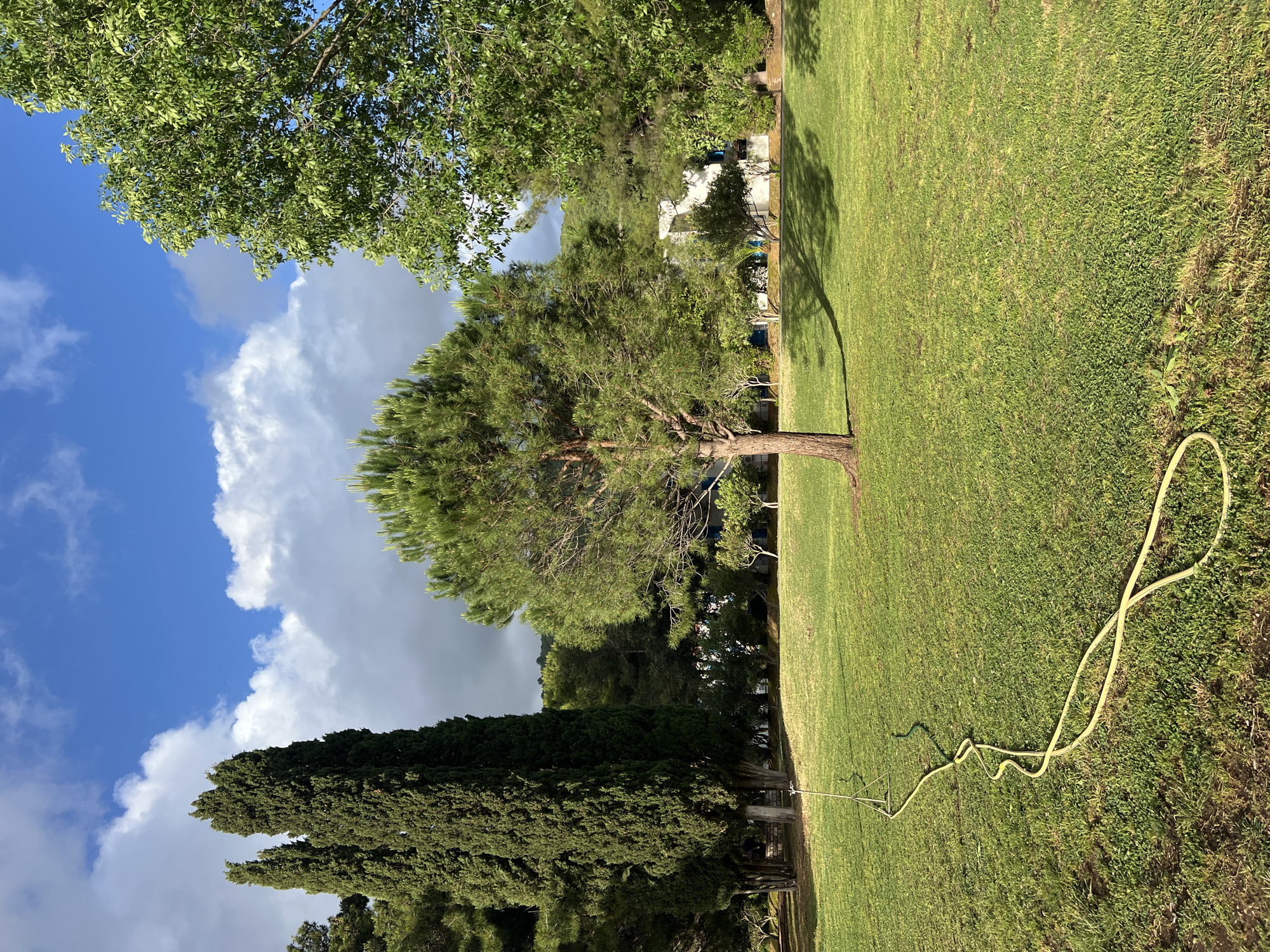 The image shows a grassy area with scattered trees under a blue sky with cumulus clouds. A yellow garden hose snakes across the grass from a sprinkler towards the right edge of the frame. The location is likely Budva, Montenegro, based on the types of trees and the architecture visible in the background. No people are visible. The scene appears to be a park or garden area being watered.