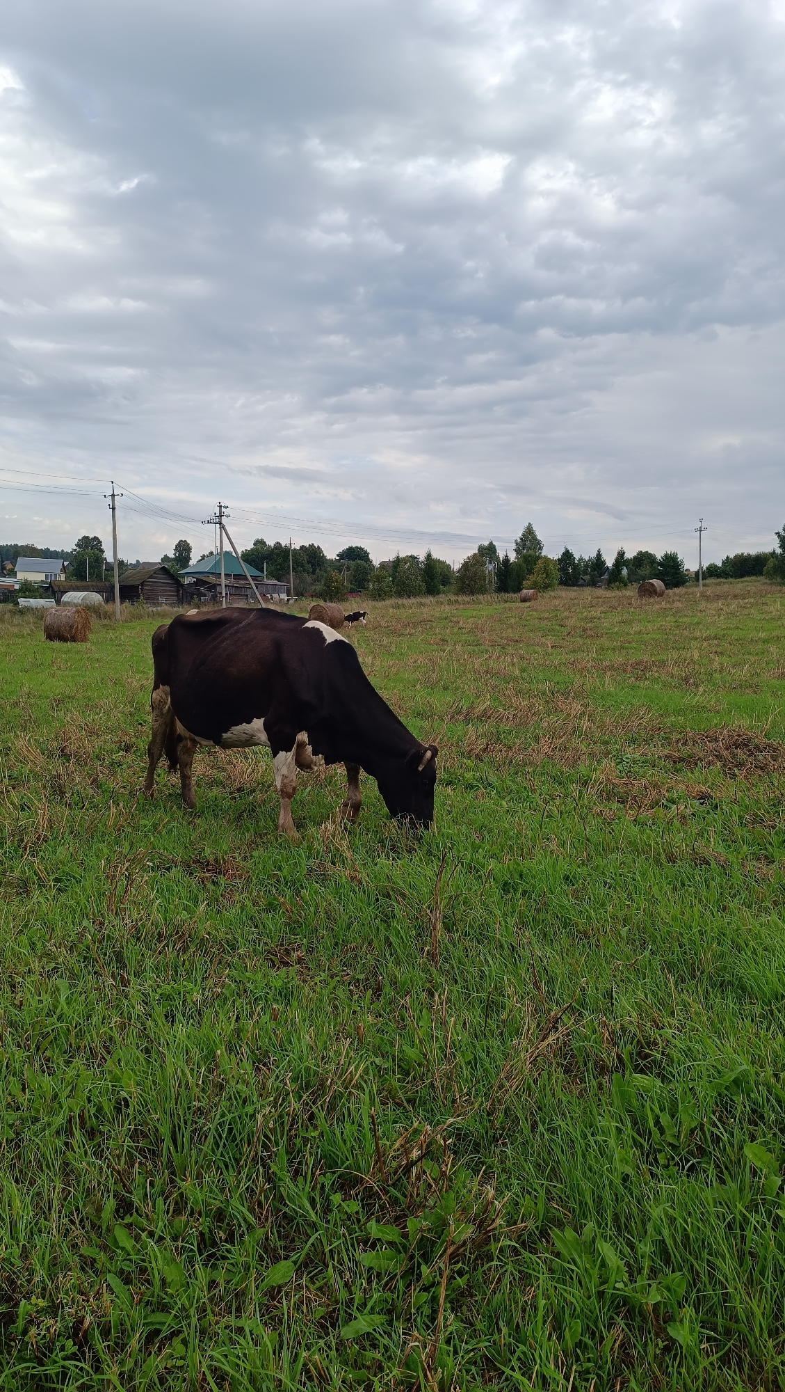 The image depicts a rural landscape under a cloudy sky. In the foreground, a black and white cow is grazing in a field of green grass. Behind the cow, several hay bales are visible, along with some scattered dry grass. In the middle ground, there are several buildings, including wooden structures and a house with a green roof. Telephone poles and power lines are also present. The background consists of trees and a line of distant buildings. The overall impression is of a pastoral scene in a rural village.
