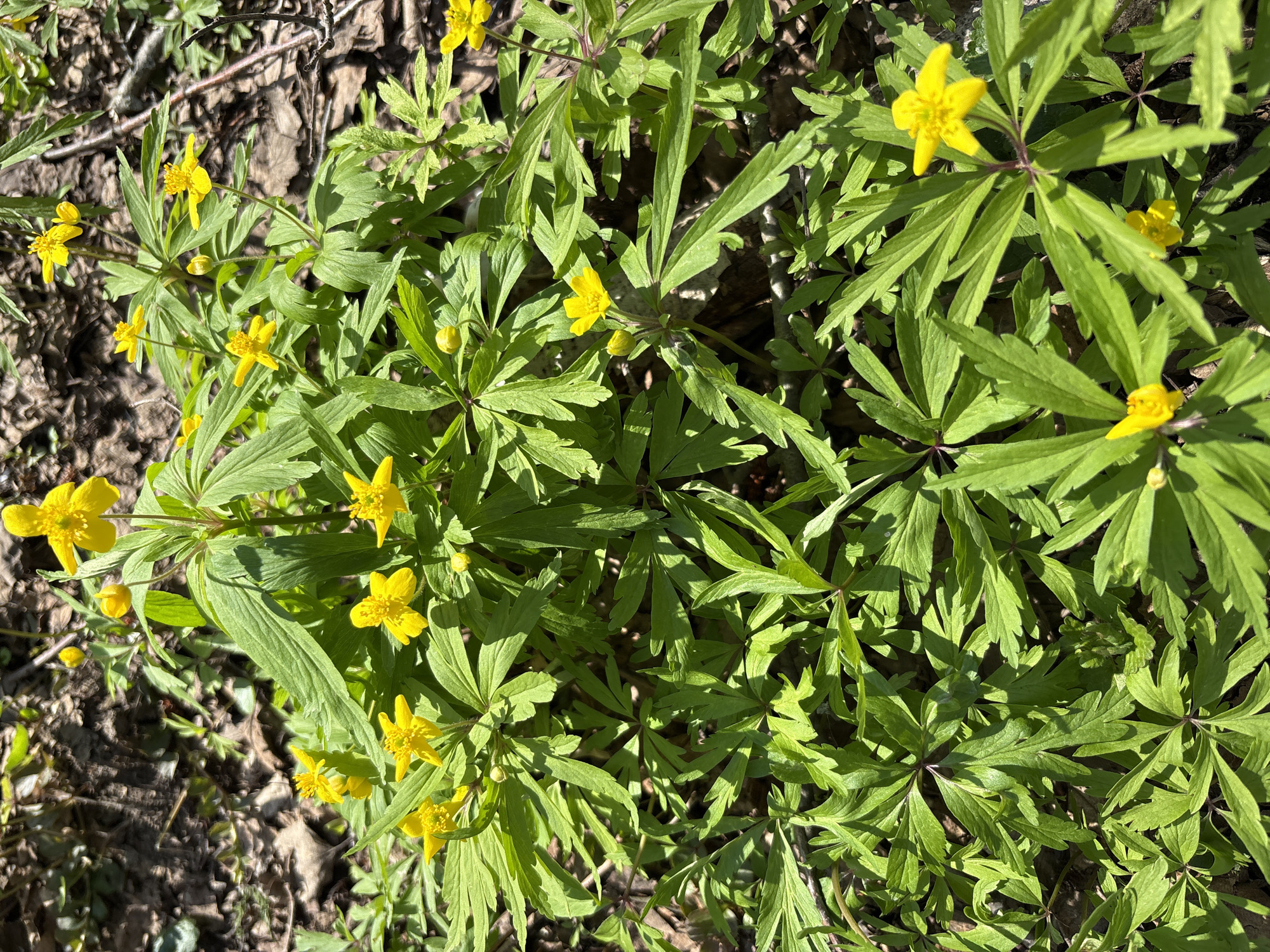 The image depicts a patch of small, bright yellow wildflowers growing among green foliage in what appears to be a wooded area. There are fallen leaves on the ground nearby. The scene suggests a springtime setting. The location is specified as Sdt Shcherbakovka, Russia.