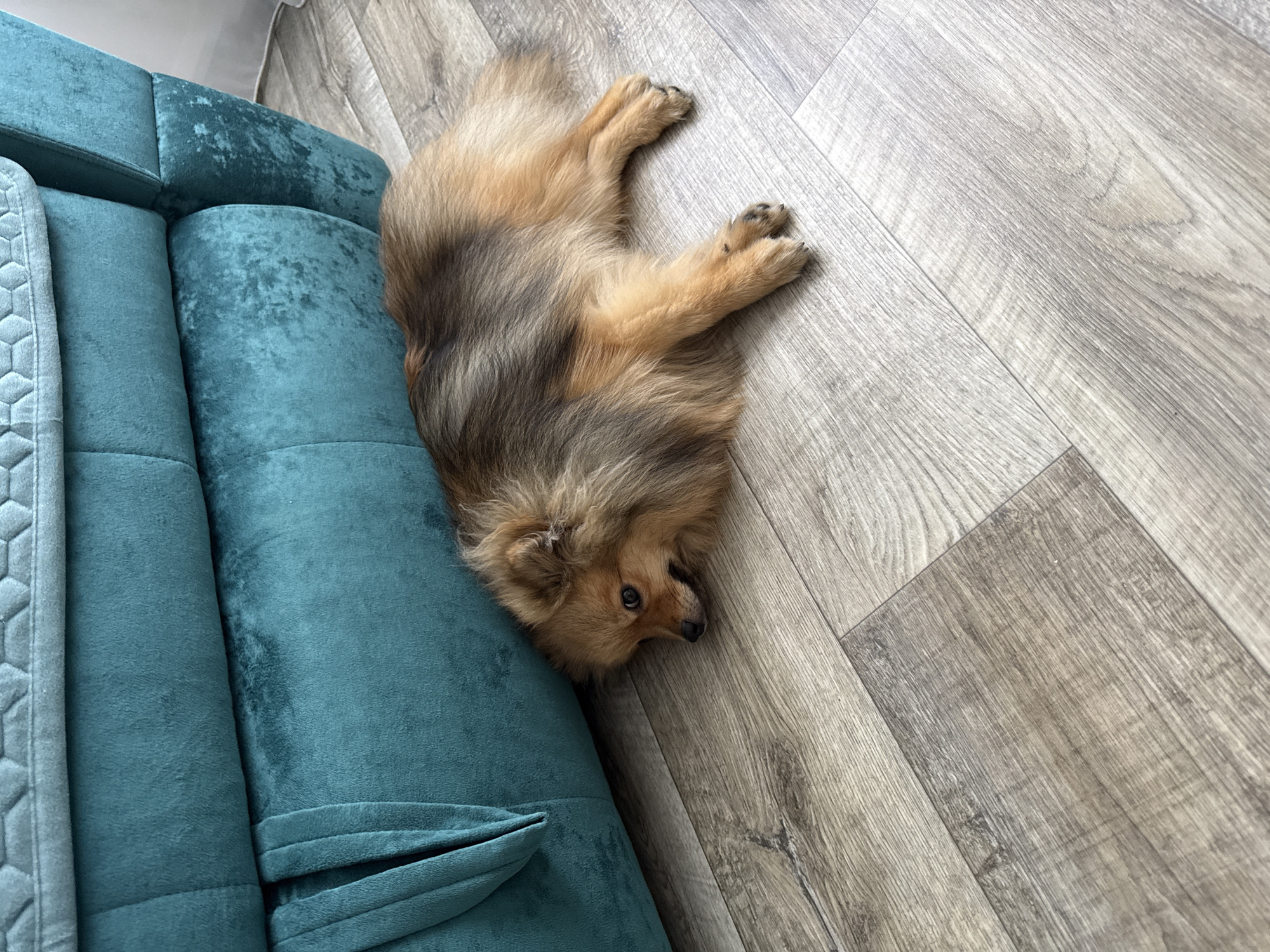 A small, fluffy Pomeranian dog is lying on its side on a light-colored wooden floor next to a teal-colored sofa. The dog is mostly brown with some darker markings on its back. Its eyes are open, and it appears to be looking towards the right of the frame. One of its front paws is resting on the sofa. A gray blanket with a hexagonal pattern is draped over the armrest of the sofa. The scene appears to be indoors, with the lighting suggesting it could be daytime. The setting is a home environment.