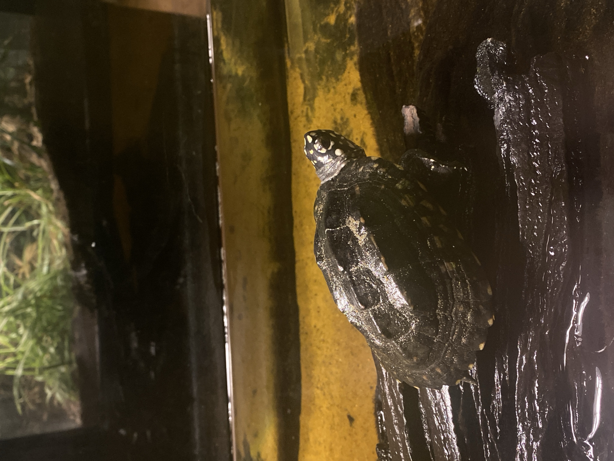 The image shows a small turtle perched on a dark, textured surface that appears to be wet, possibly a piece of driftwood. The turtle is dark in color with yellow markings on its head and shell. In the background, there is a blurry area with green vegetation and a reflective surface, suggesting it might be an enclosure or terrarium. The overall lighting is dim, with some highlights on the wet surfaces. The image does not contain any information or context related to Đà Nẵng, Vietnam.