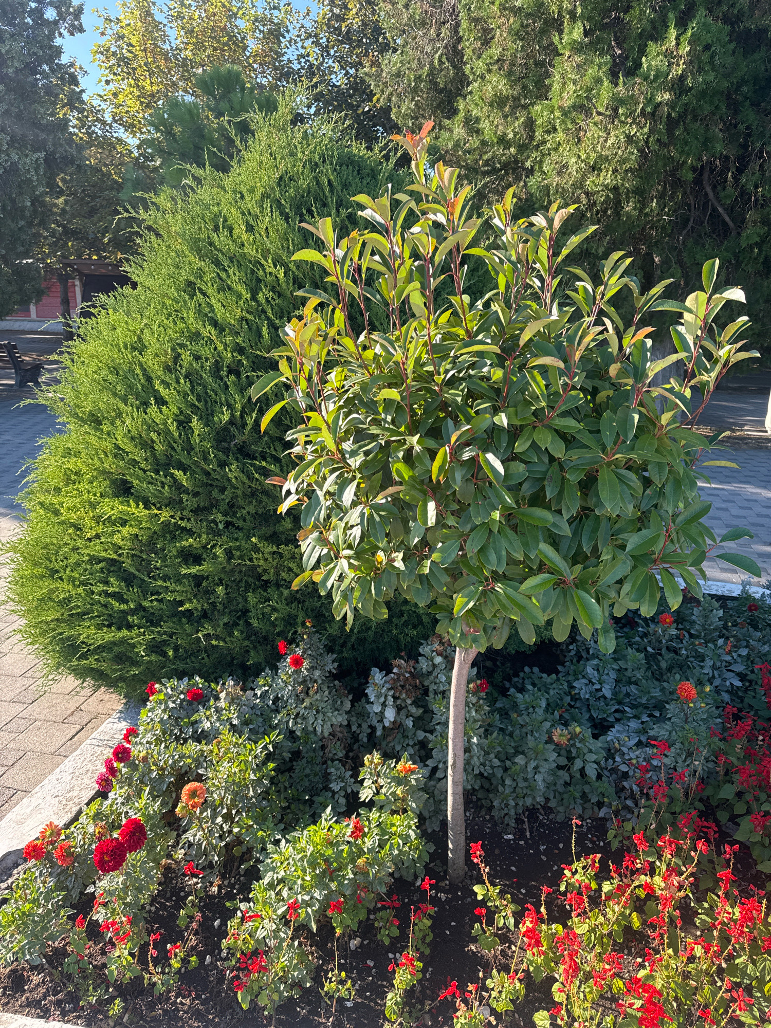 The image shows a well-maintained garden area, likely in a public space, given the presence of a paved walkway and benches visible in the background. The garden features a variety of plants, including a dense, cone-shaped evergreen shrub on the left, and a smaller, ornamental tree with dark green leaves and reddish stems in the center. The foreground is filled with a colorful flower bed containing red roses, red salvia, and some orange dahlias. The overall scene is bathed in sunlight, indicating it is daytime. The setting appears to be an urban park or a landscaped area along a street in Anapa, Russia, known for its resort atmosphere and abundant greenery.