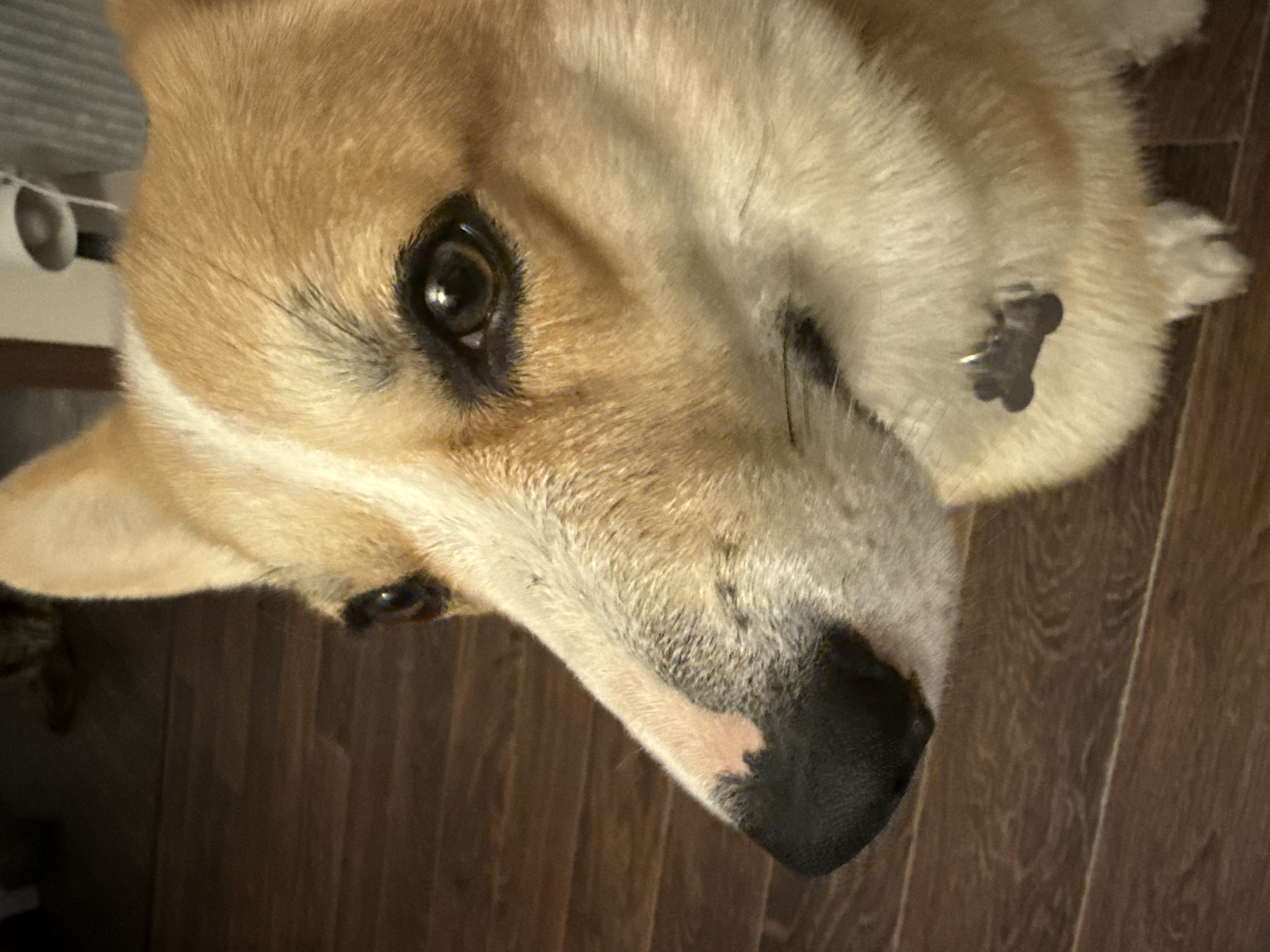The image shows a close-up view of a light brown and white corgi dog, likely indoors based on the wooden floor. The dog is looking directly into the camera with one eye clearly visible. A black, bone-shaped dog tag is attached to its collar. The lighting is somewhat dim. There is no indication of the location being Votkinsk, Russia, or any discernible city.