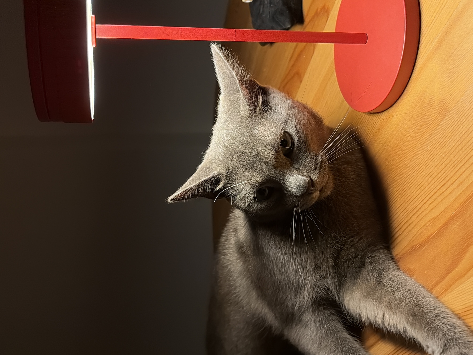 The image shows a gray cat lying on a wooden surface next to a red desk lamp. The lighting suggests a low-light environment, possibly indoors. The cat is looking towards the camera with a neutral expression. The desk lamp is illuminated, casting a warm glow on the cat's fur and the surrounding surface. The background is dark and indistinct. There are no visible signs of the location being in Yekaterinburg, Russia.