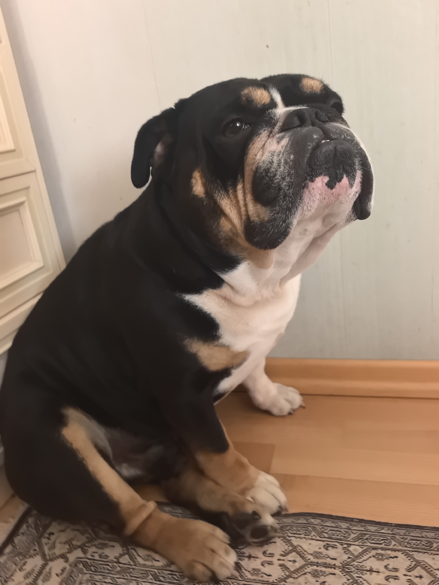 An English bulldog, predominantly black with tan markings on its face and legs, sits on a patterned rug indoors. The dog is positioned facing slightly left, with its head tilted upwards and to the right. Its face is wrinkled, with dark eyes, a pinkish nose, and a black muzzle. The background consists of a light-colored wall with a wooden baseboard and a portion of a piece of furniture on the left. There is no discernible information indicating a location in Nizhny Novgorod, Russia.