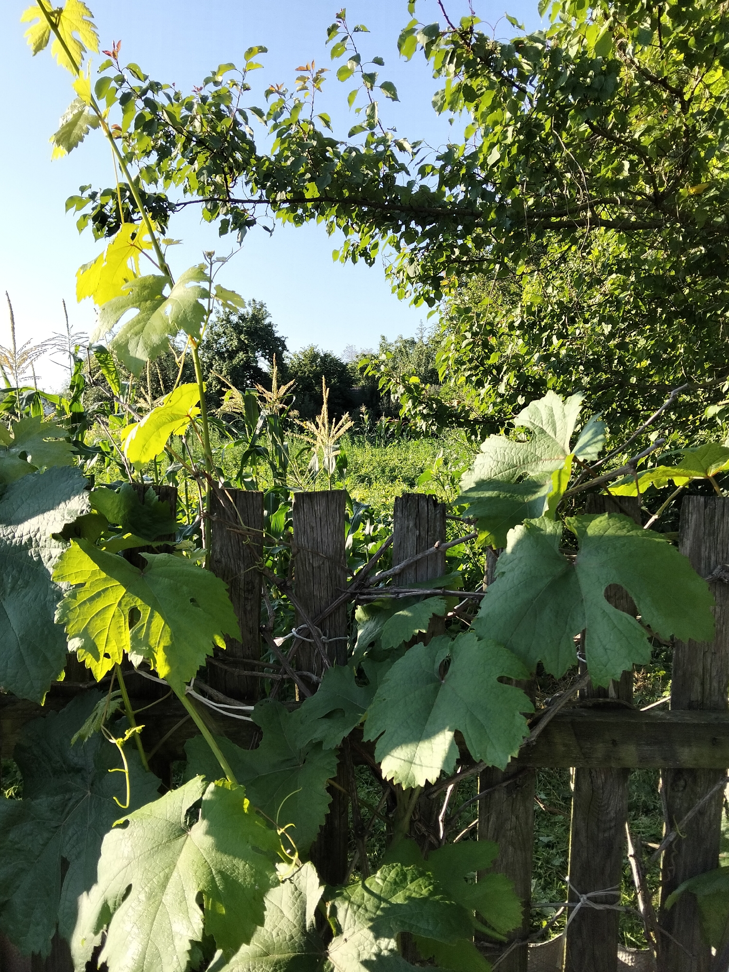 In the village of Kliushnykivka, Ukraine, a close-up, outdoor shot captures a section of a rustic wooden fence adorned with vibrant green grape leaves and vines. The fence, constructed from weathered vertical wooden planks, is partially obscured by the foliage. Beyond the fence, a sunlit garden scene unfolds, featuring rows of corn stalks with their tassels reaching towards the clear blue sky. The background is filled with lush green vegetation, suggesting a thriving garden on a bright, sunny day. The focus is on the foreground, highlighting the texture and detail of the grape leaves as they catch the sunlight.