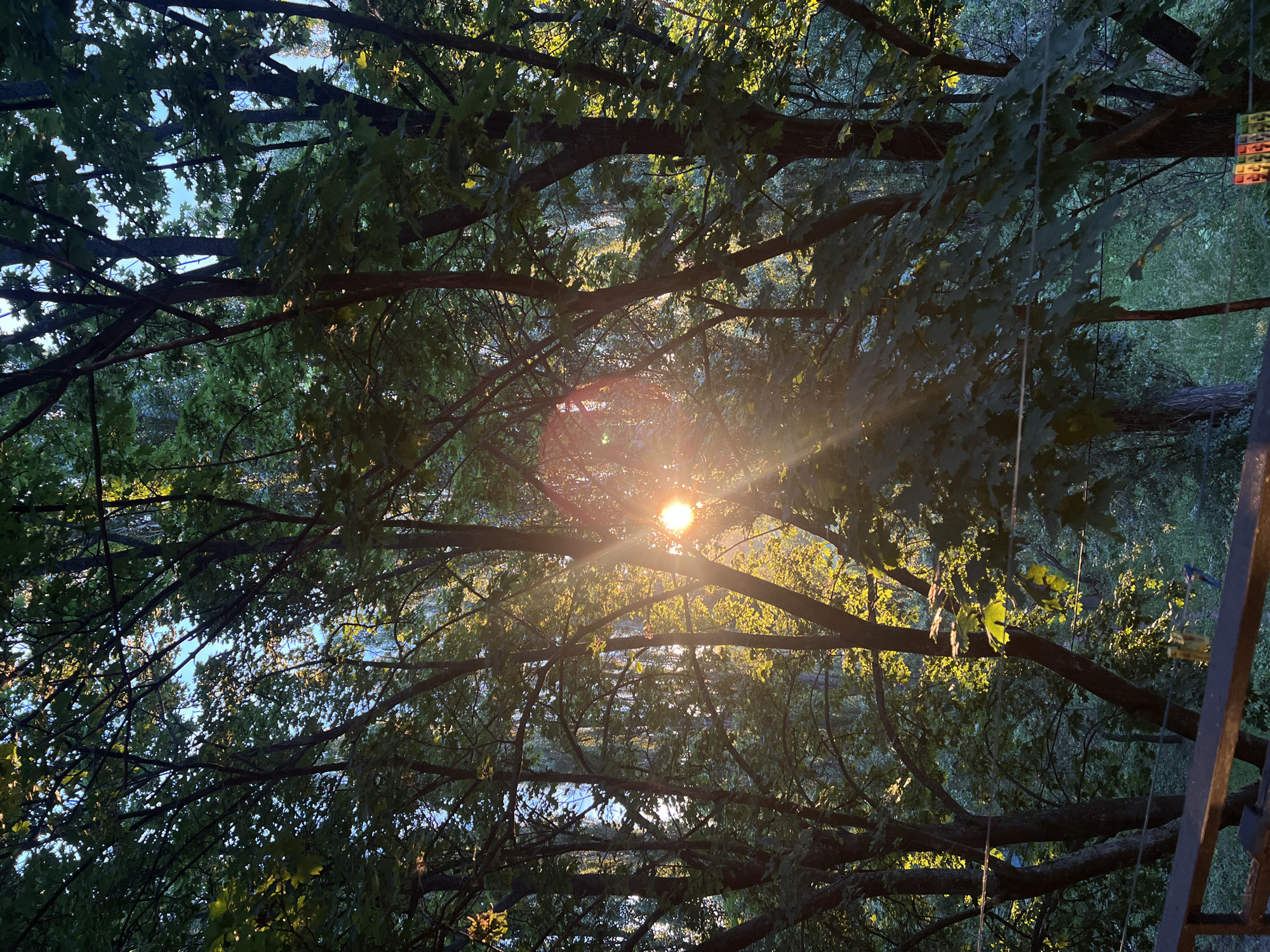 The image shows a dense forest with tall trees. The sun is setting, casting a warm glow through the leaves. The light creates a lens flare in the center of the image. The foreground shows a wooden railing, suggesting this view is from a balcony or deck. The background is filled with lush green foliage and trees. The setting appears to be natural and outdoors. The location is Unknown, Unknown.