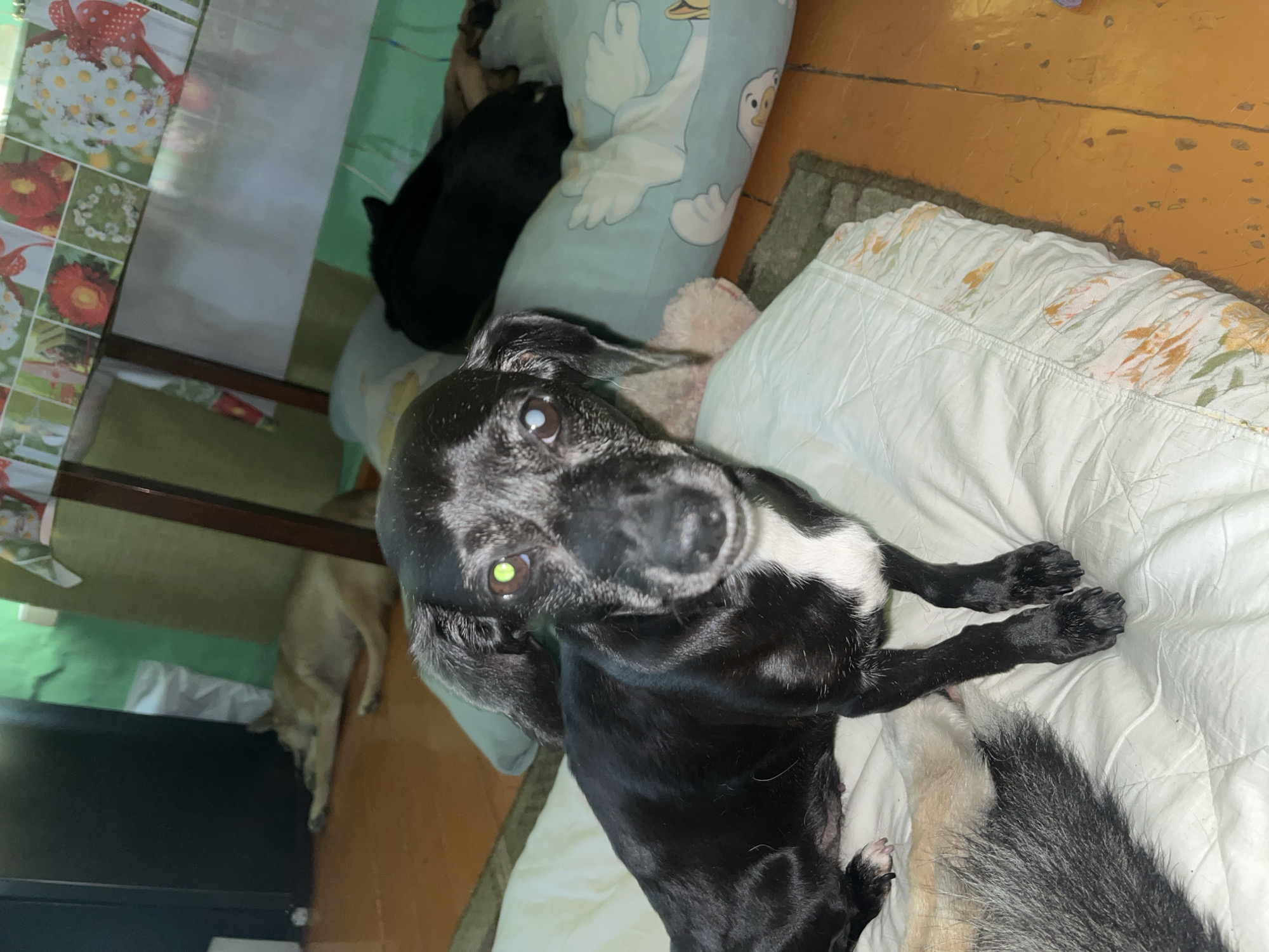 The image shows a black and white dog lying on a white quilted surface, possibly a bed or a mat. The dog is facing the camera and has its eyes open, with one eye appearing slightly cloudy. Another dog, primarily black, is visible in the background, lying on a blue pillow with a cartoon duck pattern. To the left of the black and white dog, the tail of another dog, with a mix of tan and grey fur, is visible. In the background, there is a wooden table with a floral tablecloth. The floor appears to be wooden and is a warm, orange-brown color. The walls are painted green. The overall impression is an indoor setting, likely a domestic environment, possibly in Nizhny Tagil, Russia, given the context provided.