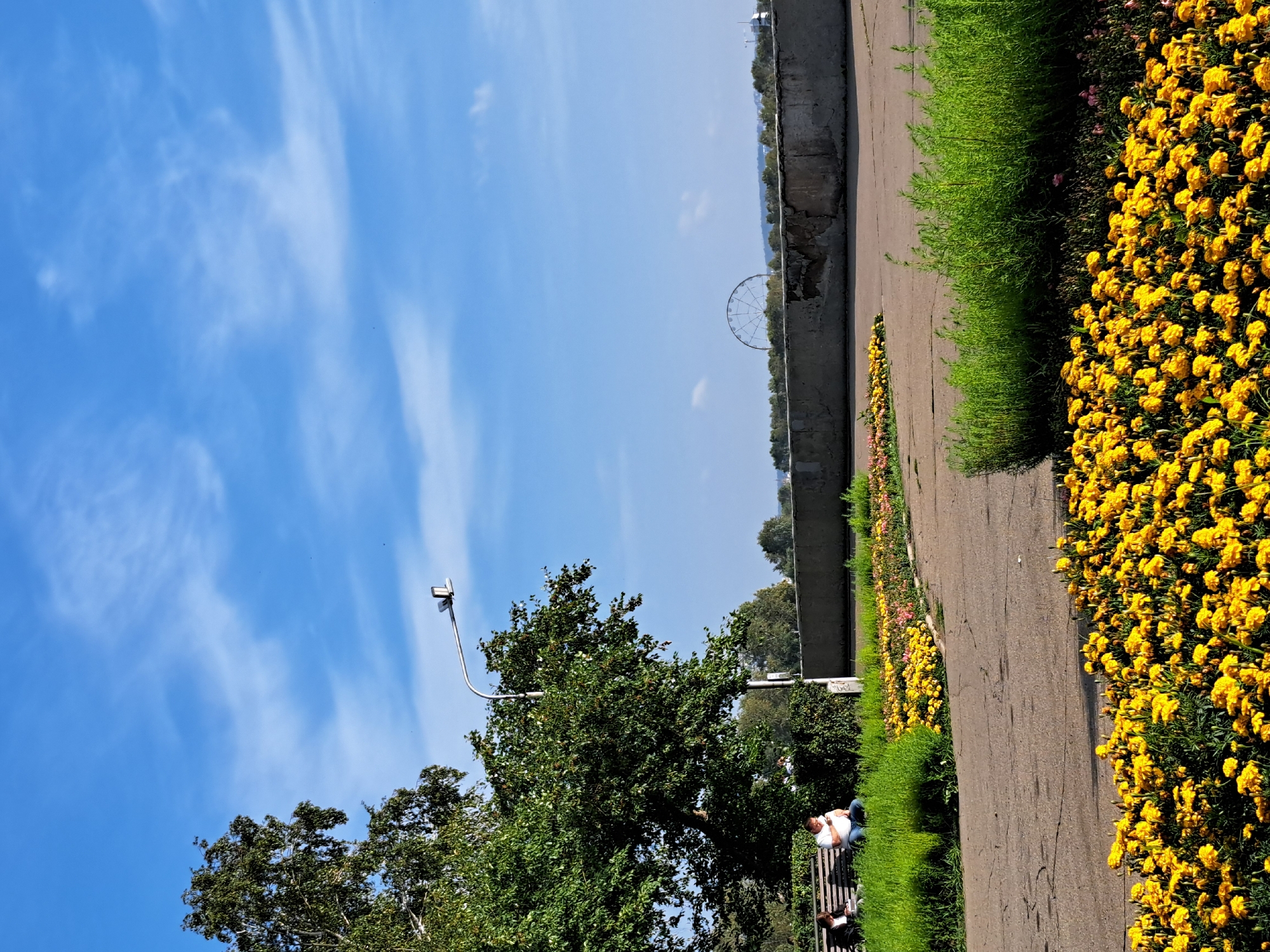 A park scene in Irkutsk, Russia, features a clear blue sky with wispy white clouds. In the foreground, a pathway curves through vibrant yellow flower beds. To the left, a large, leafy green tree stands beside a park bench where two individuals are seated; one is a person in a white shirt and blue jeans, the other in darker clothing. A streetlamp on a tall pole is positioned behind the tree. In the mid-ground, a low, weathered concrete wall separates the park from a distant view of a ferris wheel and a tree line. The ground is paved with a textured asphalt path. Lush green grass grows along the edges of the pathway and flower beds.