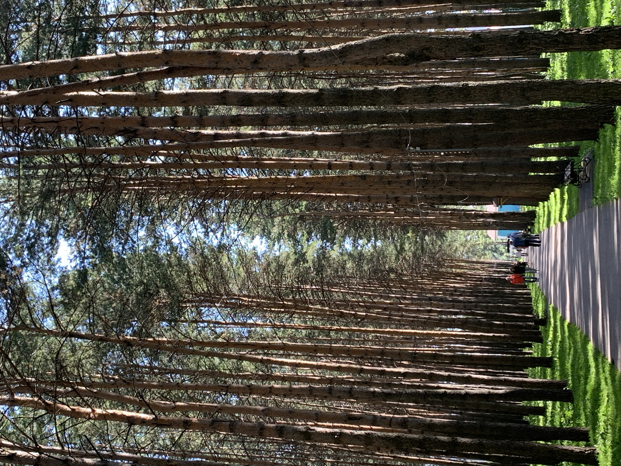 The image depicts a park with a paved pathway lined by tall, slender pine trees. Sunlight filters through the dense canopy, creating dappled light on the path and the lush green grass. A few people are visible walking along the path in the distance. The trees are tightly packed, forming a natural corridor that recedes into the background. The atmosphere is serene and natural, suggesting a recreational area within a city. This scene is likely located in the city of Prokopyevsk, Russia, a region known for its pine forests.