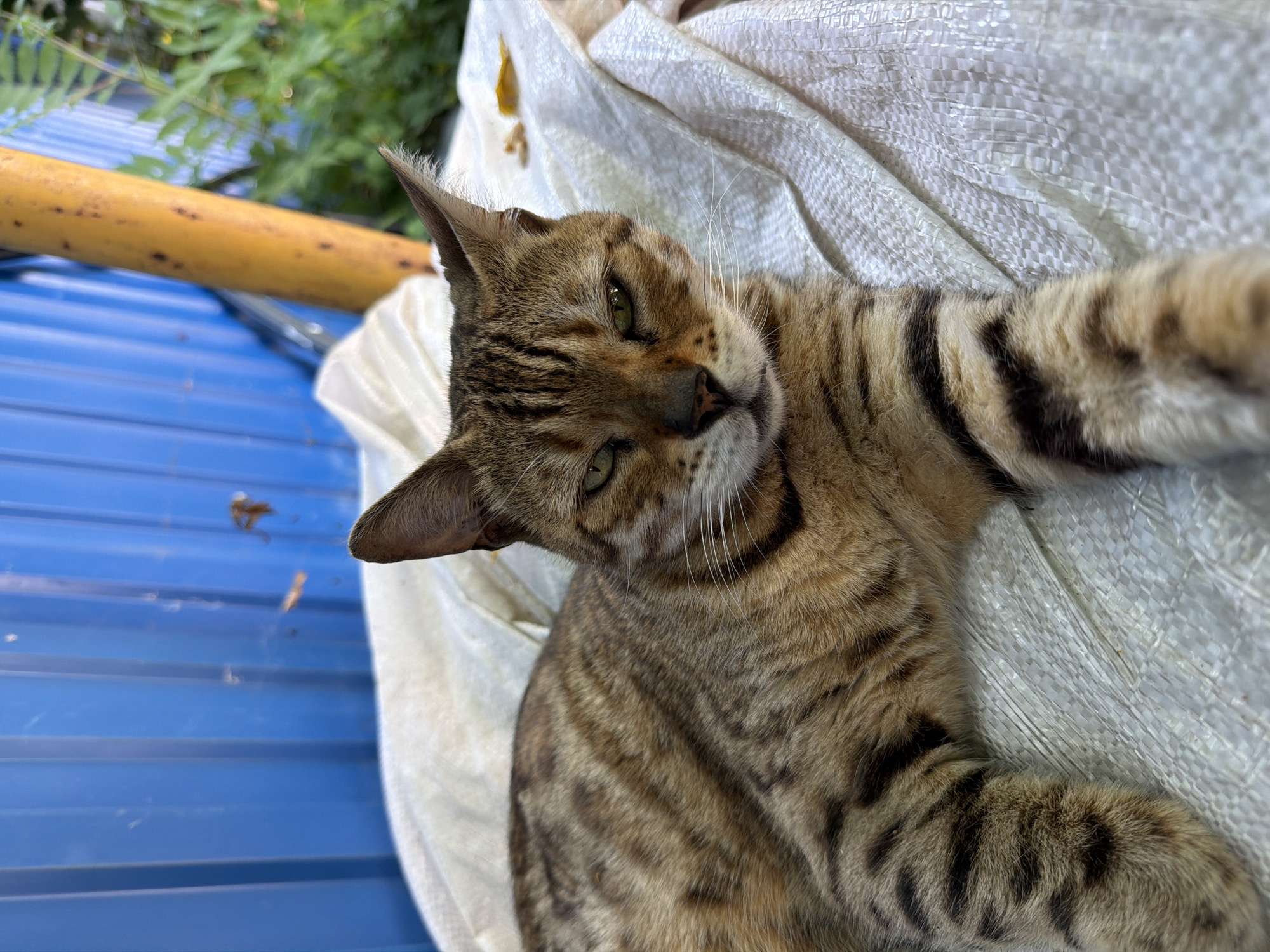 A tabby cat with green eyes is lying on a white tarp. The cat is facing the camera and its body is angled to the left. The background is a blue corrugated metal wall, a yellow pole, and some green foliage. The scene appears to be outdoors, possibly in a yard or alleyway. There is no information available to indicate the location in Orenburg, Russia.