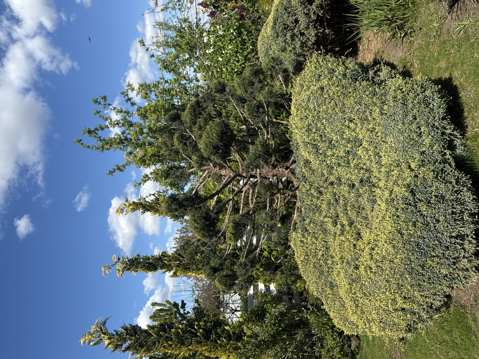 A vibrant garden scene is captured on a bright, sunny day, showcasing a variety of lush foliage against a clear blue sky. The image is oriented vertically, with the sky at the top and garden plants filling the lower and central portions.
In the foreground and mid-ground, a large, rounded bush with striking variegated green and yellow leaves dominates the right side of the frame. To its left, a tall, slender tree with dark green, possibly coniferous, foliage and prominent, gnarled dark brown branches stands out. Behind and to the left of this tree, other green-leafed bushes and trees are visible, some adorned with small white flowers and hints of purple blooms. Another conifer-like tree with distinctive yellowish-green tips is partially visible on the far left.
The ground in the lower right corner features green grass and patches of exposed soil. Strong, clear shadows cast by the bushes suggest bright daytime sunlight, likely morning or afternoon. The upper and central parts of the image are filled with a clear blue sky, dotted with fluffy white cumulus clouds. A small, dark bird is captured in flight high in the sky in the upper-left quadrant. No human activity or visible text is present. The scene conveys a sense of a well-maintained garden on a pleasant, clear day.
