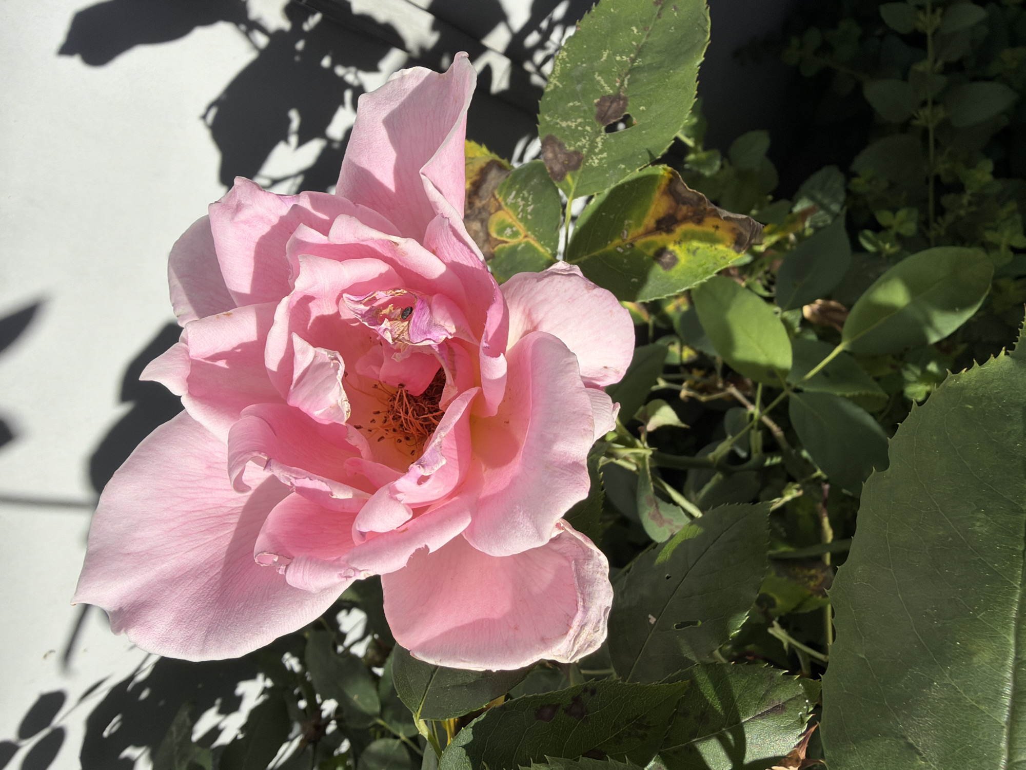 A close-up, eye-level shot captures a vibrant pink rose in full bloom, its delicate petals unfurling towards the sunlight. The rose, the primary subject, is positioned in the upper center of the frame. Its petals display a gradient of soft pink hues, with some areas appearing lighter due to the illumination. The center of the rose reveals its stamens and pistils, tinged with brown and showing signs of slight wilting.
Surrounding the rose are its green leaves, some of which exhibit signs of distress, such as brown spots and yellowing edges, indicating potential disease or nutrient deficiency. These leaves form a dense foliage in the lower and left portions of the image.
In the background, a white wall is visible, casting distinct shadows of leaves and branches onto its surface. The shadows suggest the presence of other plants or trees nearby, their shapes creating an abstract pattern against the flat white backdrop. The environment appears to be an outdoor setting, likely a garden or yard, with a hint of a darker, possibly grassy or bushy area in the lower right corner. The lighting indicates it is daytime, with bright sunlight illuminating the scene.
The image does not contain any people, actions, or interactions. The scene is static, focusing solely on the natural elements of the rose and its surroundings. The overall impression is one of natural beauty, with subtle hints of the challenges faced by the plant in its environment. The specific location of Pazardzhik, Bulgaria, is not visually represented in the image itself, as there are no identifying landmarks or contextual clues within the frame.