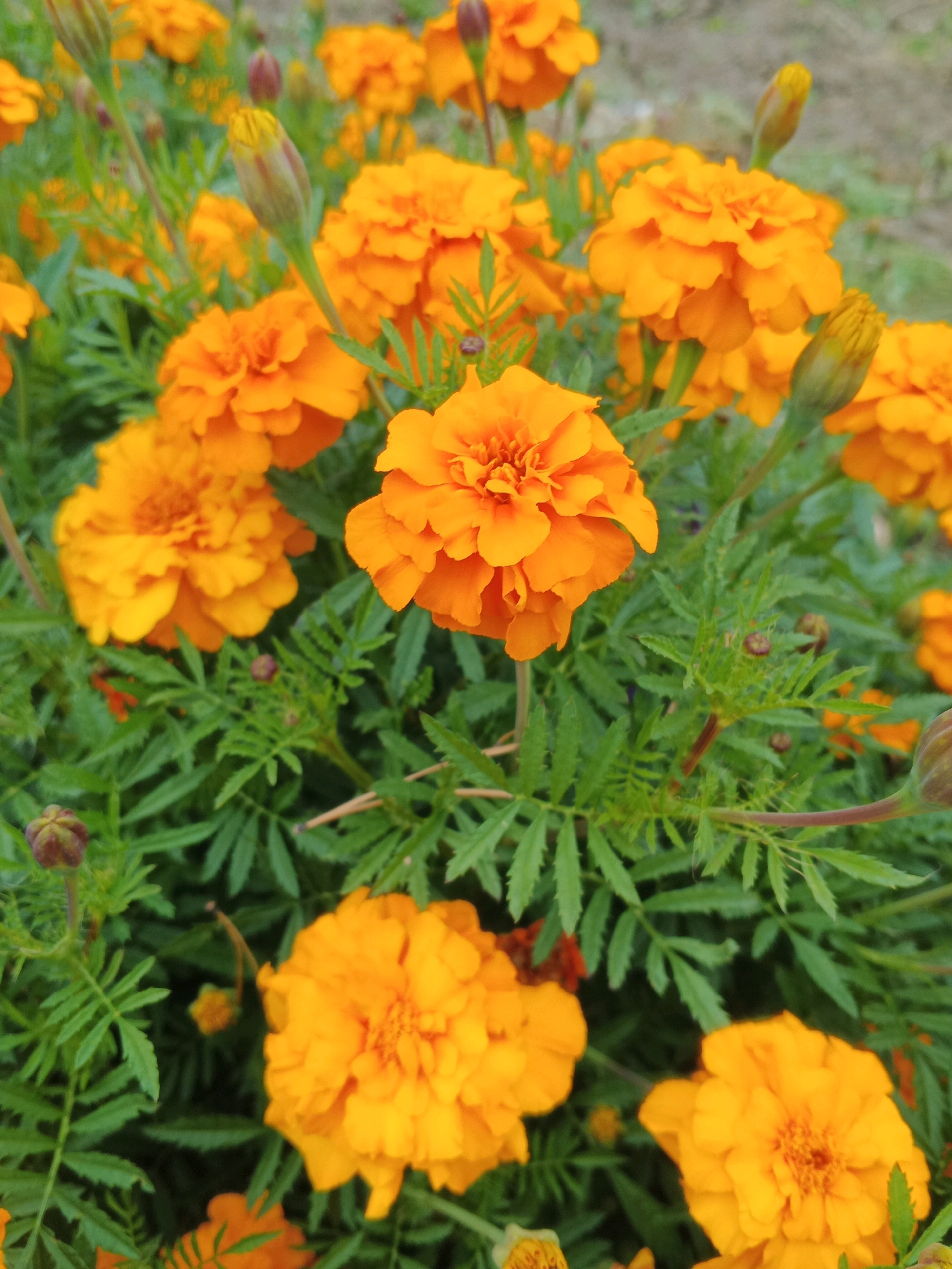 A close-up, eye-level shot captures a cluster of vibrant orange marigolds in bloom, set against a backdrop of their characteristic feathery green foliage. Several buds are also visible, some dark maroon and others green, hinting at future blooms. The flowers are densely petaled, with a rich, saturated orange hue that dominates the frame. The background is softly blurred, suggesting an outdoor setting, possibly a garden or park in Letnyaya, Russia, with a hint of muted earth tones indicating soil or gravel. The lighting is natural and diffused, highlighting the textures of the petals and leaves without harsh shadows. There are no people or animals present in the image, focusing solely on the botanical subject.