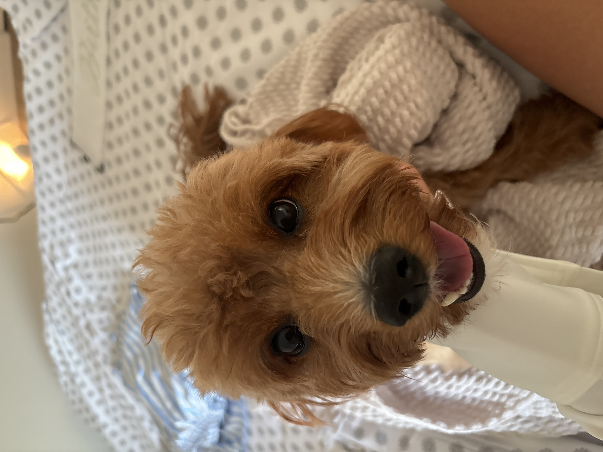 A close-up shot captures a brown, fluffy dog peeking out from under a beige, knitted blanket. The dog's face is the primary focus, with its dark, expressive eyes and a slightly open mouth revealing a pink tongue and white teeth. The background consists of a bed with patterned white and grey sheets, and what appears to be a lamp with warm lighting visible at the top. A portion of a person's arm, with tan skin, is visible on the right side of the frame. The dog is wearing a white garment, possibly a shirt or bandage, on its chest. The scene is indoors, suggesting a domestic setting.