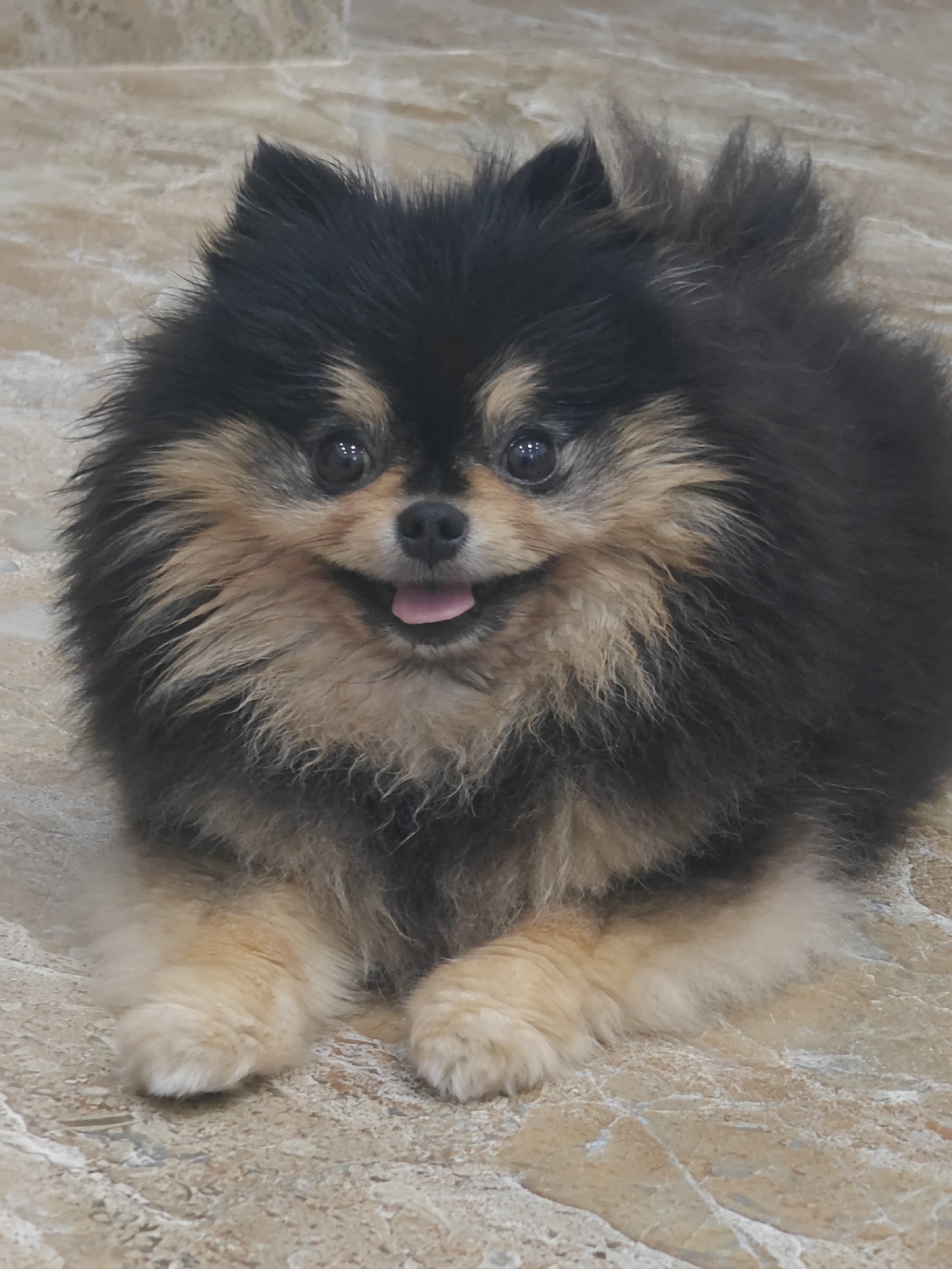 A black and tan Pomeranian dog with a fluffy coat lies on a tiled floor. The dog is facing the camera with its tongue slightly out and a happy expression. Its dark eyes are bright and alert. The tiled floor has a marble-like pattern with shades of beige and light brown, with some visible grout lines. The background is out of focus, suggesting the image was taken indoors. The lighting appears to be natural, possibly from a window, casting a soft illumination on the dog. The overall mood is cheerful and relaxed.
