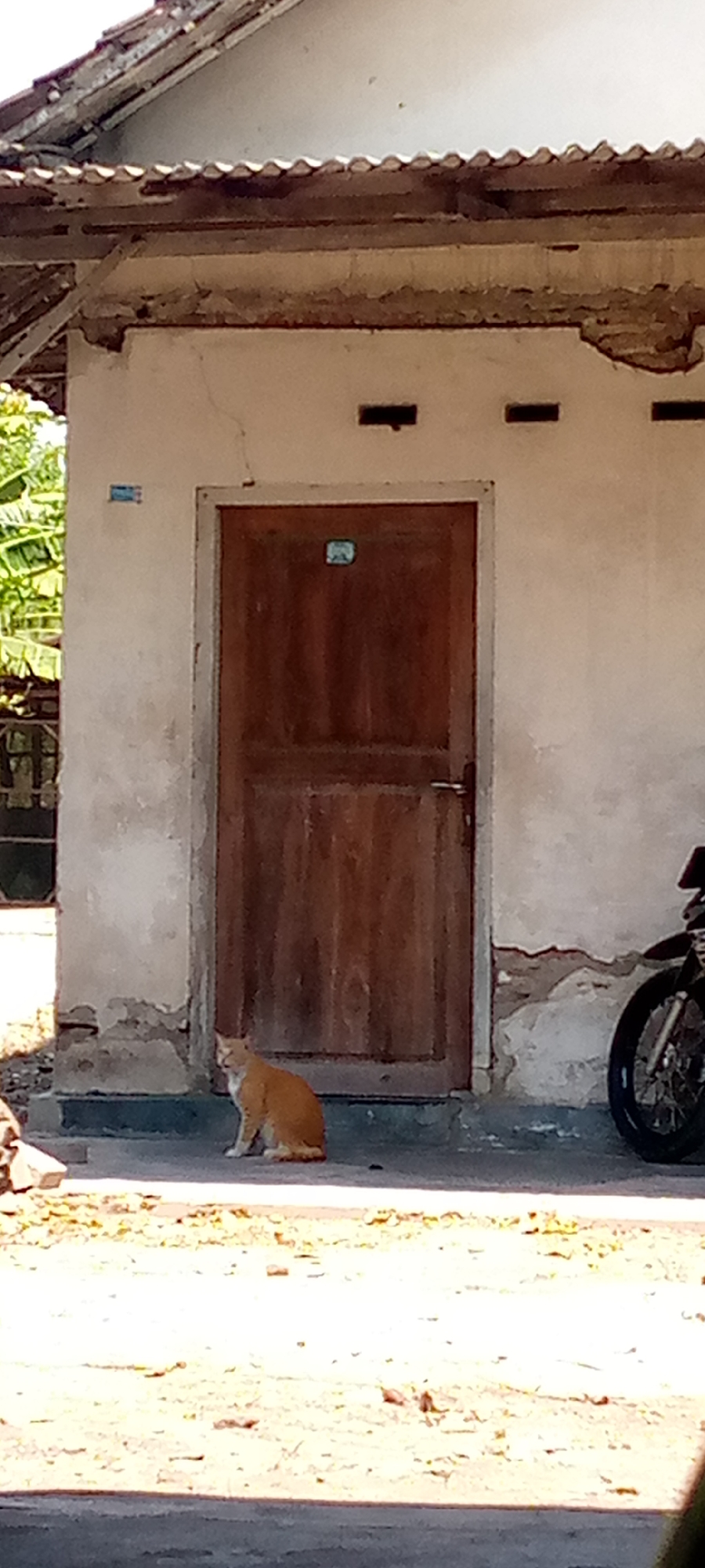 In Sumberwono, Indonesia, a ginger cat sits on a concrete path in front of a weathered wooden door. The door is set into a pale, textured wall that shows signs of age and disrepair, with cracks and chipped plaster. Above the door, a narrow, dark rectangular opening is visible. To the right of the door, the rear wheel and fender of a motorcycle are present. The ground in front of the building is covered in light-colored dirt and scattered dry leaves. To the left of the scene, foliage from trees is visible, suggesting an outdoor environment. The building itself appears to be a single-story structure with a corrugated roofline supported by wooden beams.