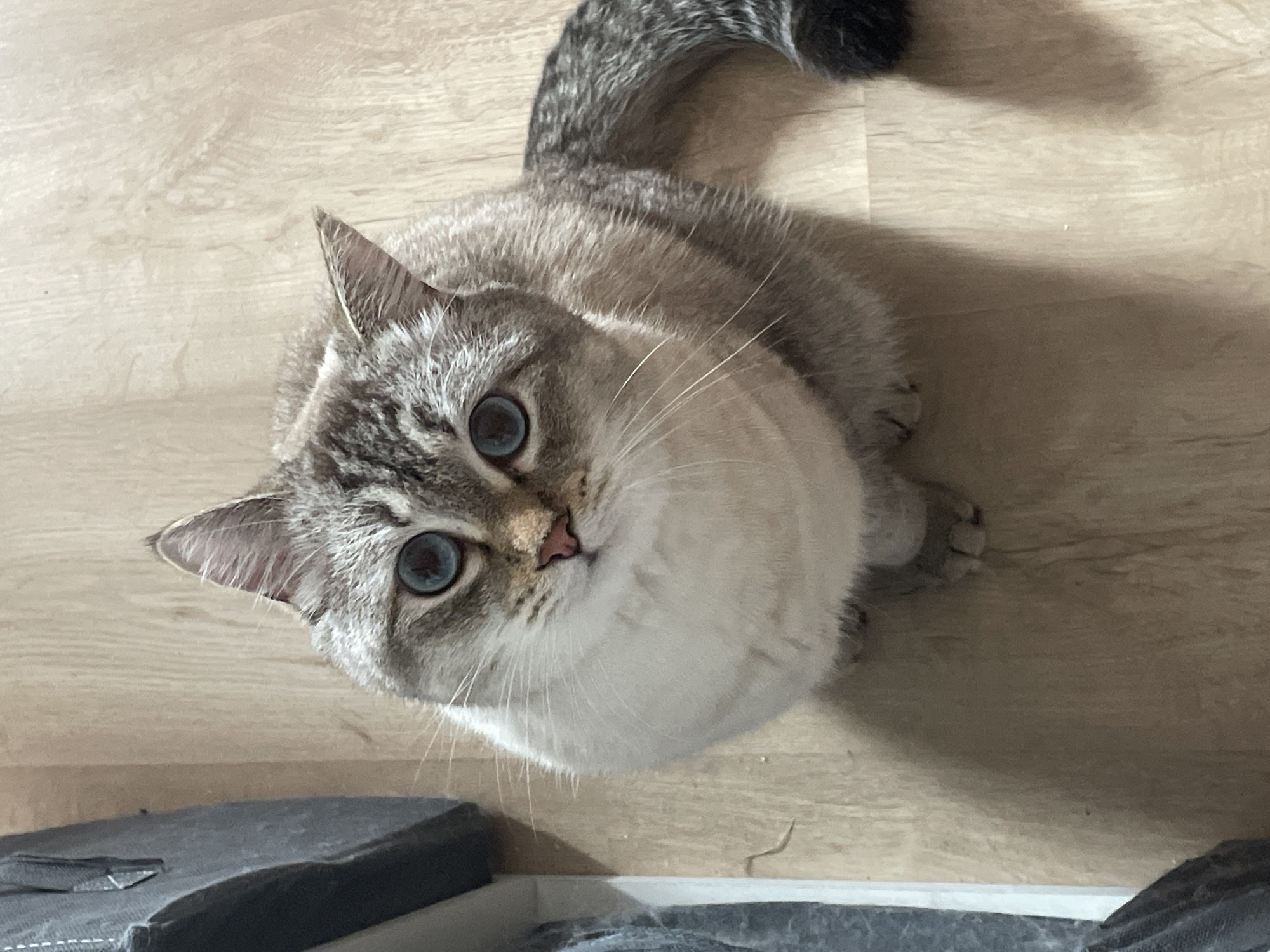 A light-colored cat with striking blue eyes and a pink nose is captured looking directly upwards with an attentive and curious expression. The cat has tabby markings, with fur in shades of cream, beige, and grey/brown, featuring darker stripes on its head, ears, and tail, and a white/cream underside. It is seen sitting or crouching on a light-colored wooden floor, which exhibits a visible grain pattern. In the bottom left and right corners of the frame, out-of-focus dark, soft objects are visible, possibly parts of pet beds or cushions. The scene is brightly lit, likely by natural daylight from an unseen window, casting soft shadows from the cat onto the floor. The image conveys a moment of engagement and curiosity from the feline subject. There is no visible text. The location context is Votkinsk, Russia.