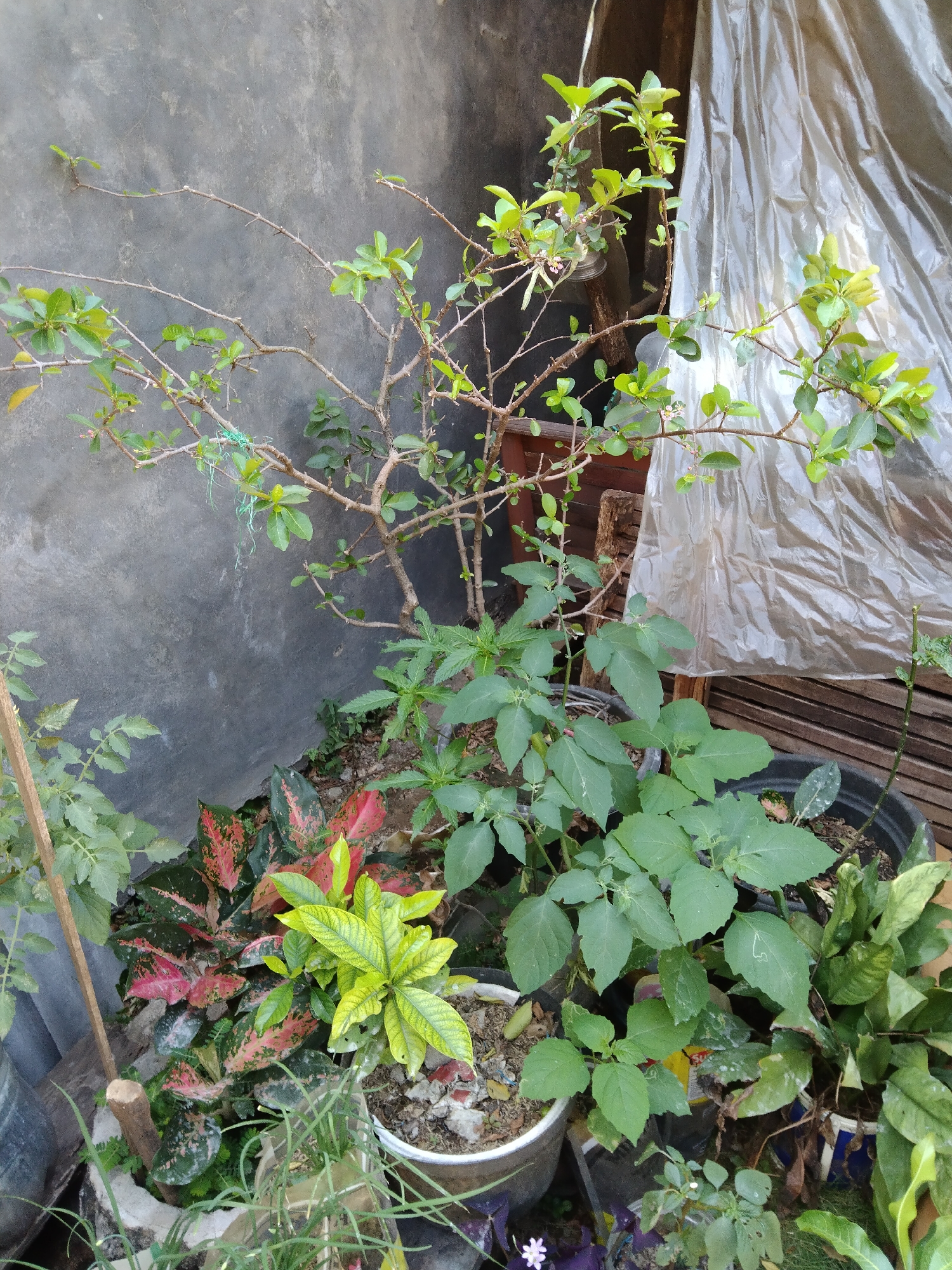 The image depicts an outdoor scene with several potted plants arranged near a concrete wall. In the foreground, various plants with green and multi-colored leaves are visible, including a plant with vibrant red and green foliage, and another with bright yellow-green leaves. Behind these, a plant with a thorny stem and small green leaves is prominent, with some thin pink flowers. To the right, a large plastic sheet is draped, obscuring a wooden structure. The background consists of a rough, grey concrete wall. The scene appears to be in a garden or yard. There are no people visible in the image. The overall impression is one of a collection of potted plants in a somewhat untidy outdoor setting. The location of Kelet, Indonesia, is stated as the context for this scene.