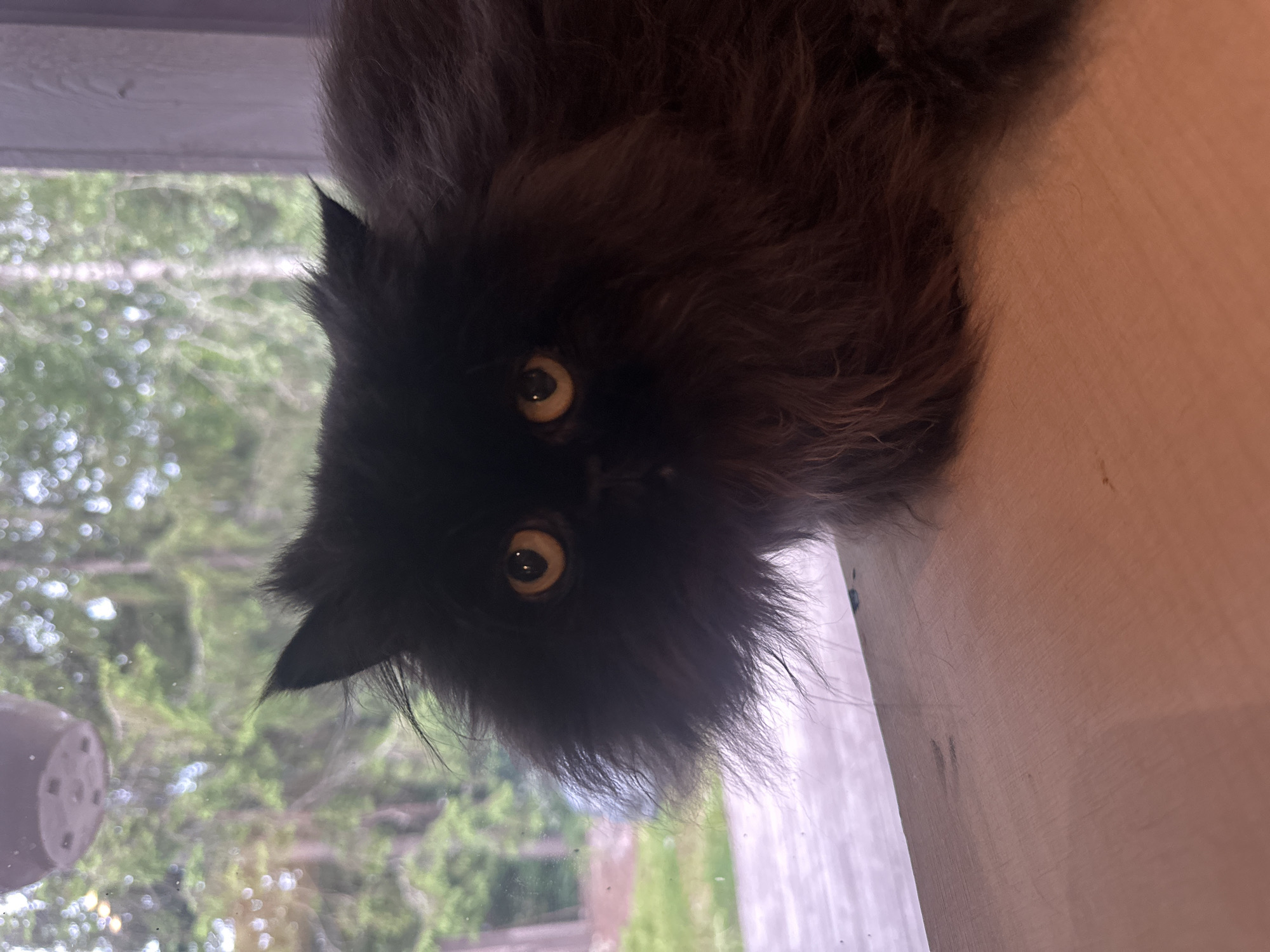 A black cat with fluffy fur and yellow eyes is sitting on a wooden surface in front of a window, looking at the camera. Through the window, a blurry background of trees and greenery is visible, suggesting an outdoor environment. The scene appears to be indoors, near a window, possibly in a residential setting in Siuntio, Finland. The lighting is soft, and the focus is on the cat's face.