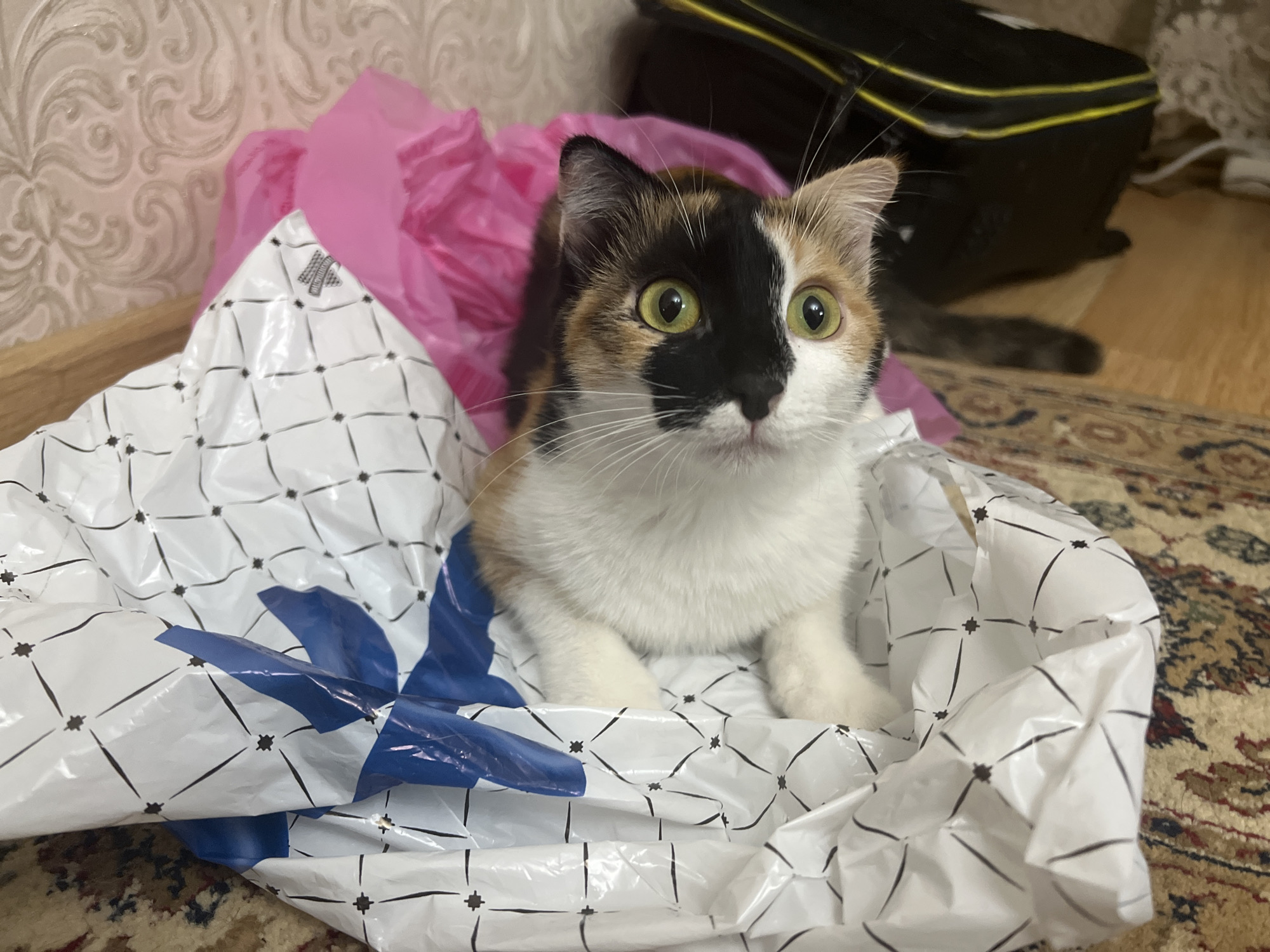 A calico cat with green eyes is sitting inside a white plastic bag with a black grid pattern. The cat's face is split between black and white, with patches of orange and brown. The cat is looking directly at the camera. Behind the cat, a pink plastic bag and a black bag with yellow trim are visible. The cat is on a patterned rug. The scene appears to be indoors. The city of Kizilyurt, Russia is not depicted in this image.