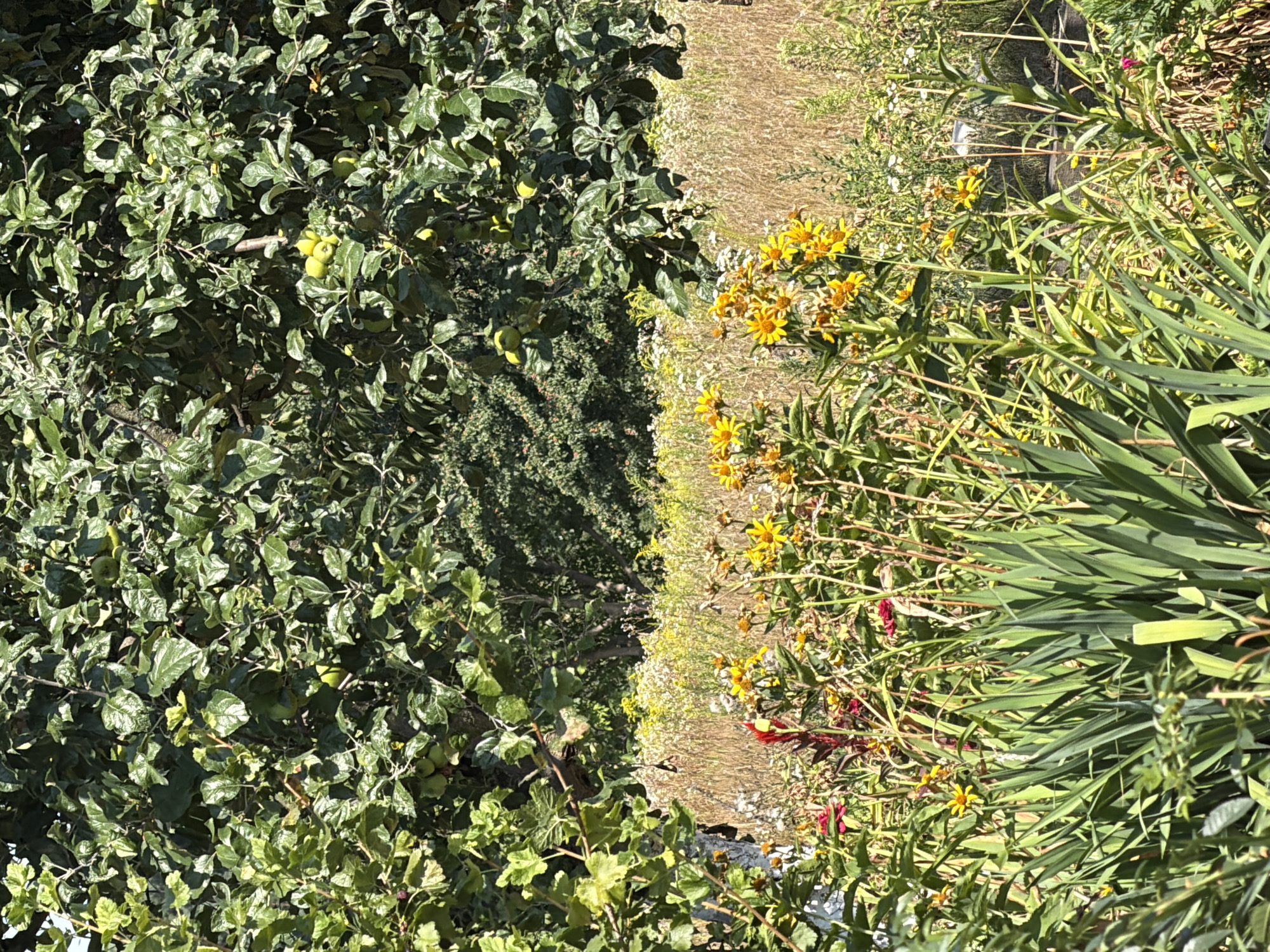 The image captures a sun-drenched garden scene, likely in Mali Kosharyshcha, Ukraine, characterized by lush greenery and blooming flowers. In the foreground, tall, sword-like green leaves dominate, interspersed with vibrant yellow flowers on slender stems. A splash of deep red, possibly from a Celosia or similar plant, adds a striking contrast. Behind this vibrant floral display, a field of dry grasses and smaller white and yellow wildflowers stretches into the middle ground, creating a textural and color contrast. Overhanging the entire scene are the dense, leafy branches of an apple tree, its green leaves dappled with sunlight, and several small green apples are visible, suggesting late summer or early autumn. The background is a darker, wooded area, hinting at a natural or semi-wild boundary to the cultivated garden. The overall impression is one of a thriving, naturalistic garden environment bathed in bright, natural light. There are no people or animals visible in the image.