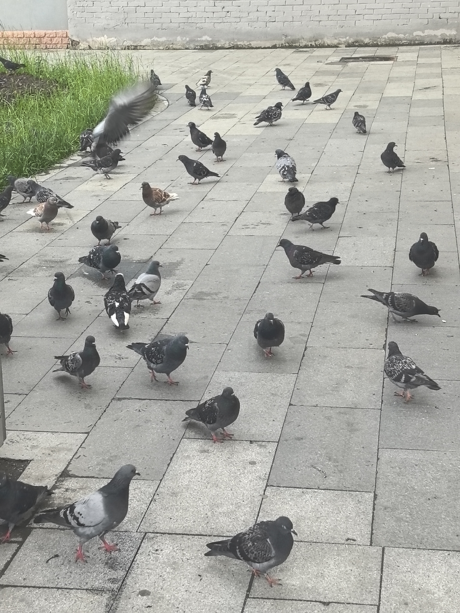 The image depicts a flock of pigeons on a paved area, possibly a public square or sidewalk, in Moscow, Russia. The pigeons are the primary subjects, with many of them standing or walking on the grey, tiled ground. One pigeon in the upper left of the frame is captured mid-flight, its wings spread wide, suggesting a moment of departure or arrival.
The scene is outdoors, with a low brick wall and some green grass visible in the background. The lighting appears to be overcast or diffused, indicating a cloudy day. The overall atmosphere is that of a common urban environment where pigeons are a familiar sight. There is no visible text in the image. The activity taking place is simply the pigeons being present in their environment, foraging or resting. The pigeons exhibit typical pigeon coloration, with various shades of grey, black, and white markings. Some appear to be pecking at the ground, while others are standing alert.